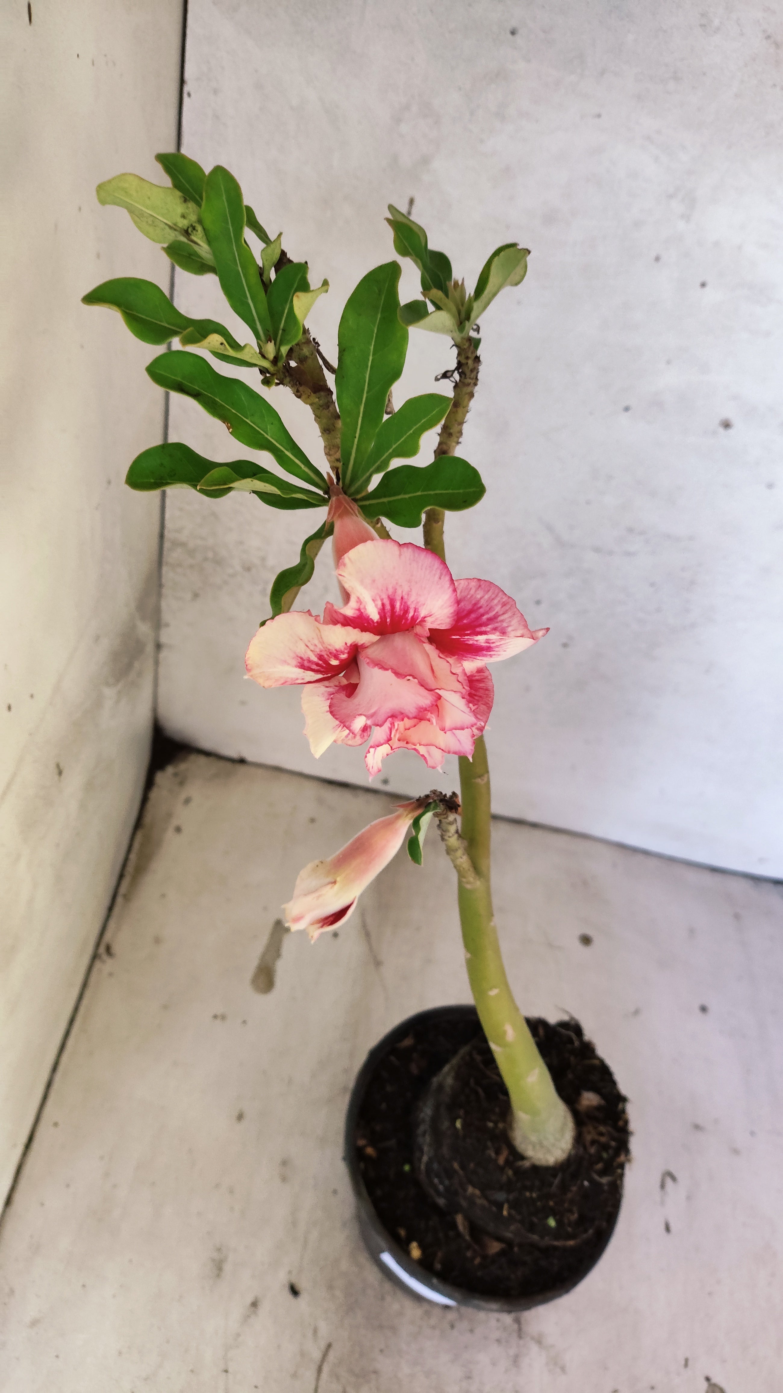 Planta Dobrada 3916 – 35cm – 02 anos