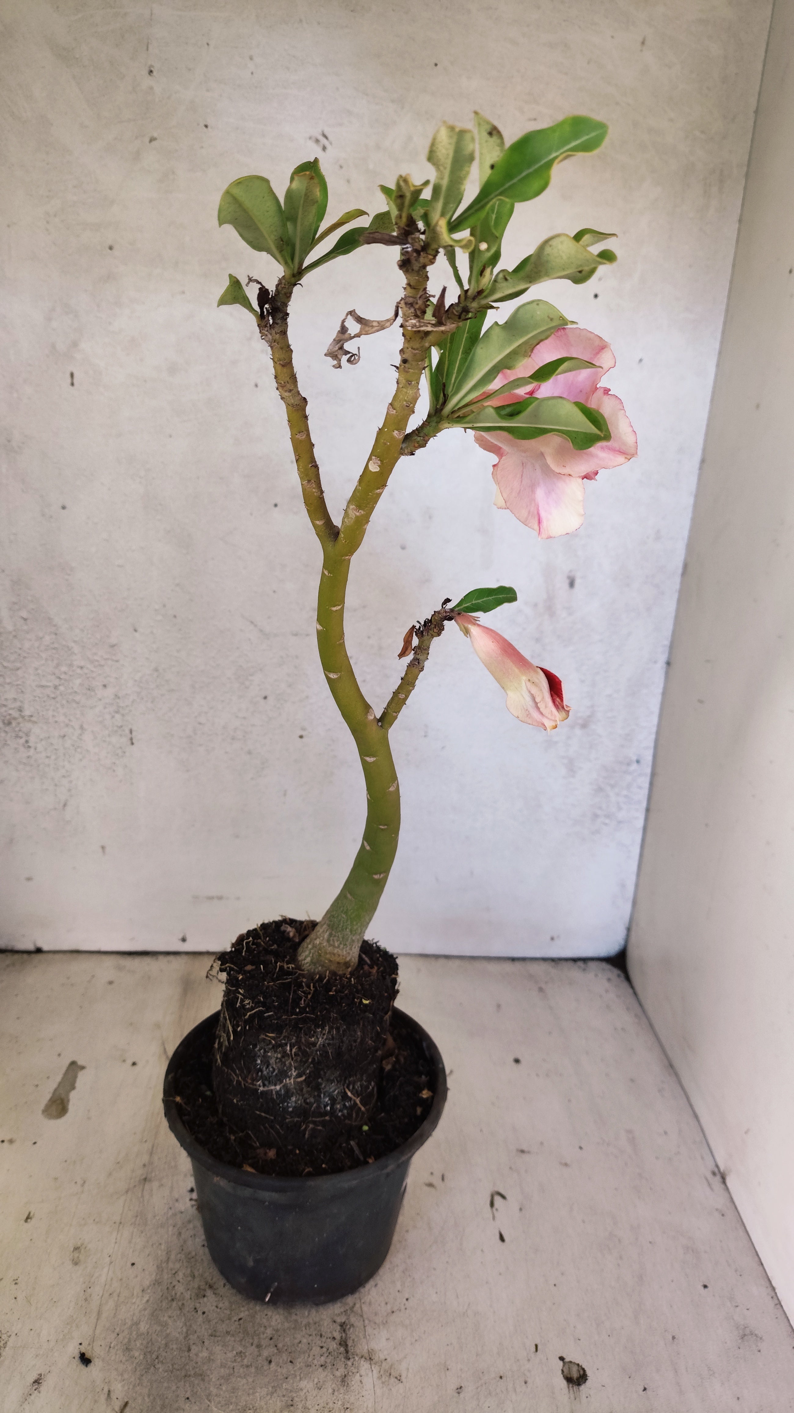 Planta Dobrada 3916 – 35cm – 02 anos
