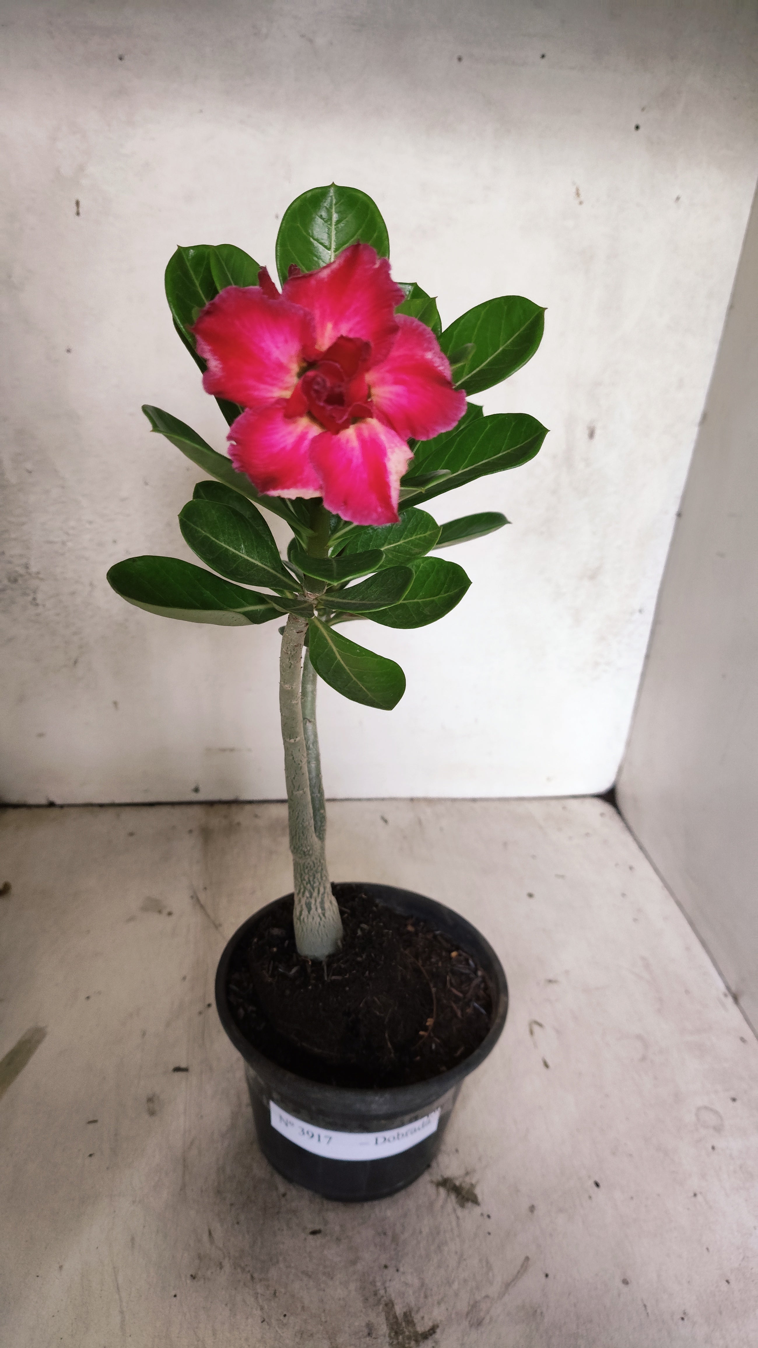 Planta Dobrada 3917 – 30cm – 02 anos