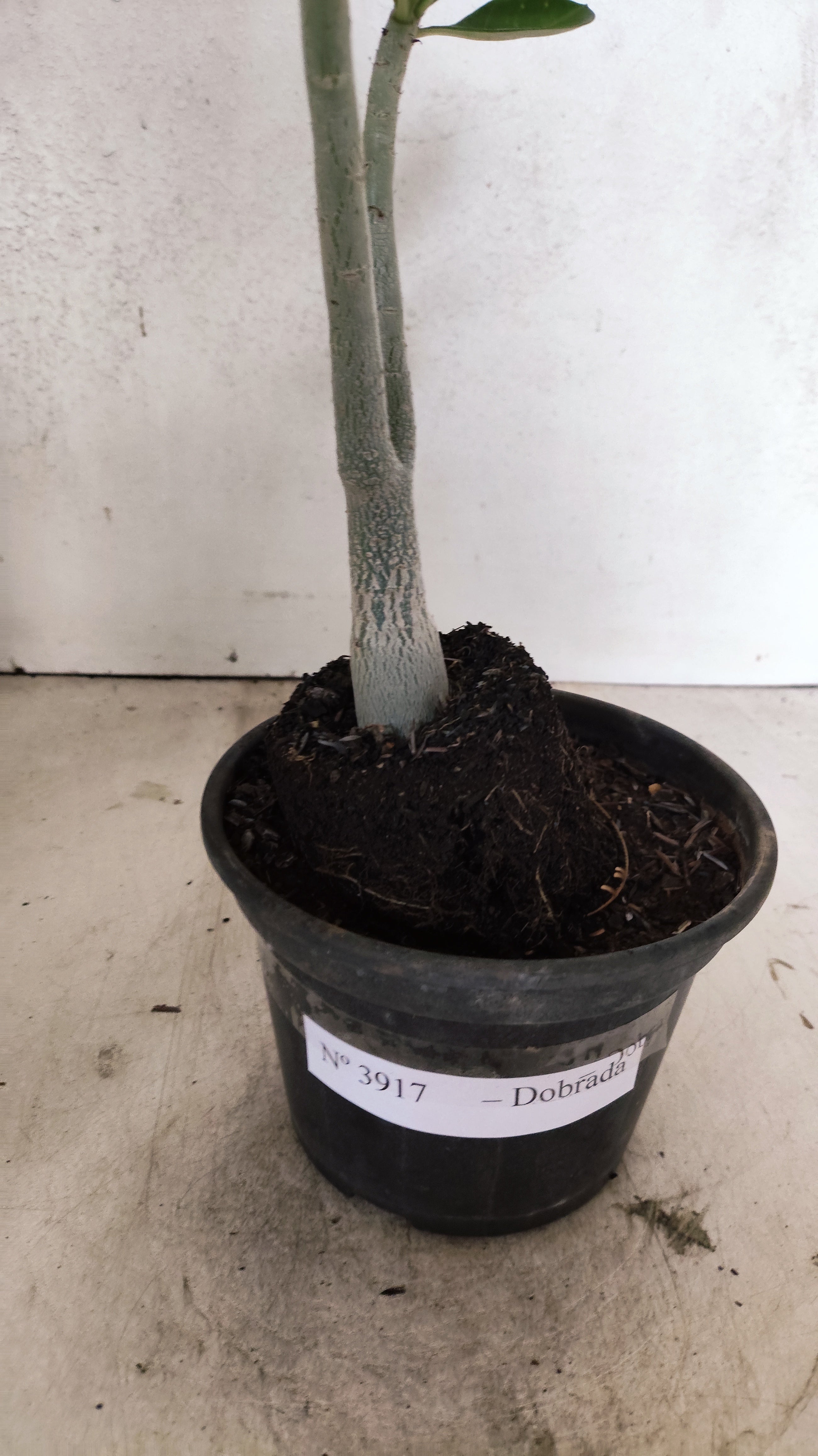 Planta Dobrada 3917 – 30cm – 02 anos