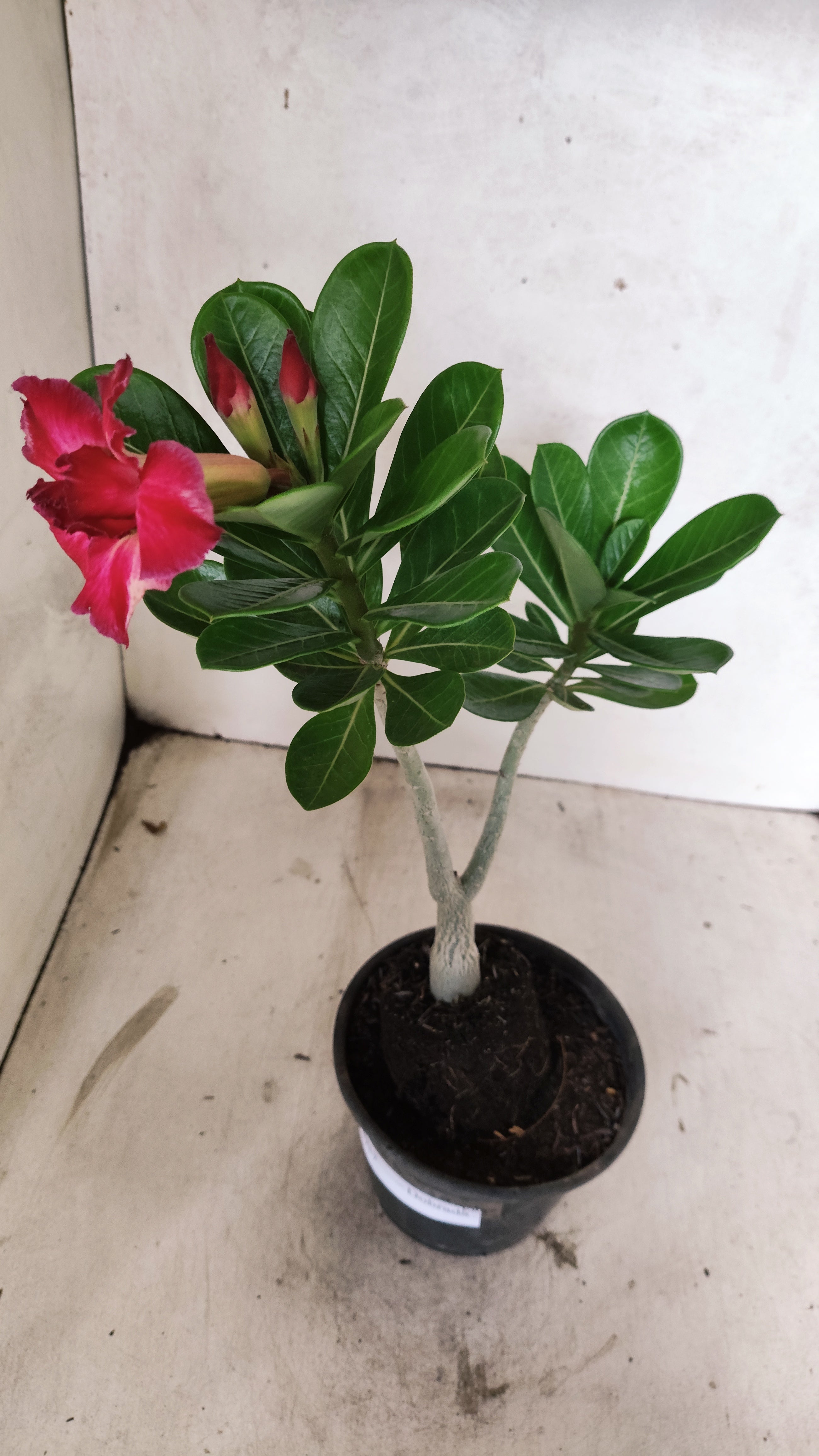 Planta Dobrada 3917 – 30cm – 02 anos