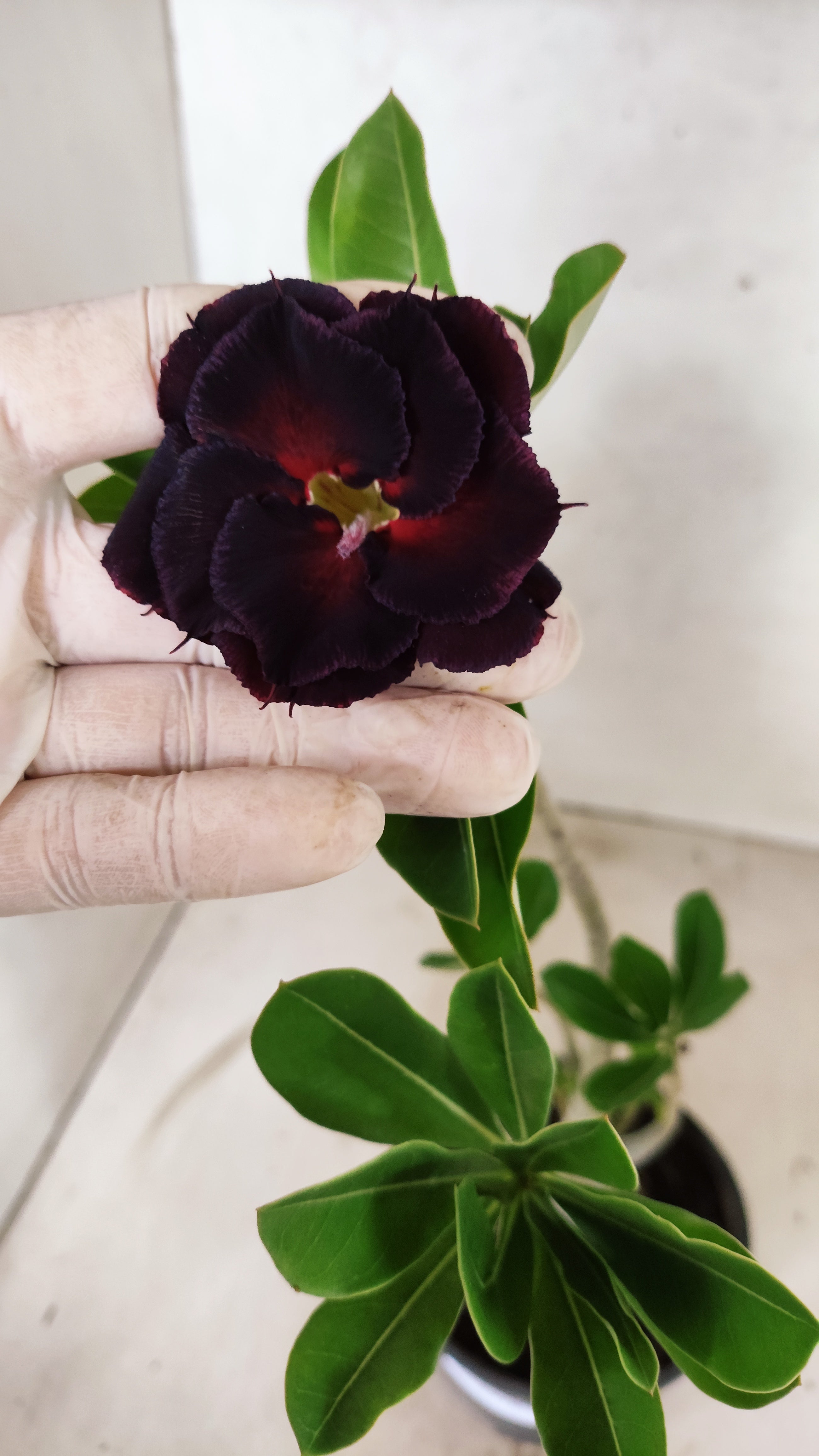 Planta Dobrada 3918 – 30cm – 02 anos