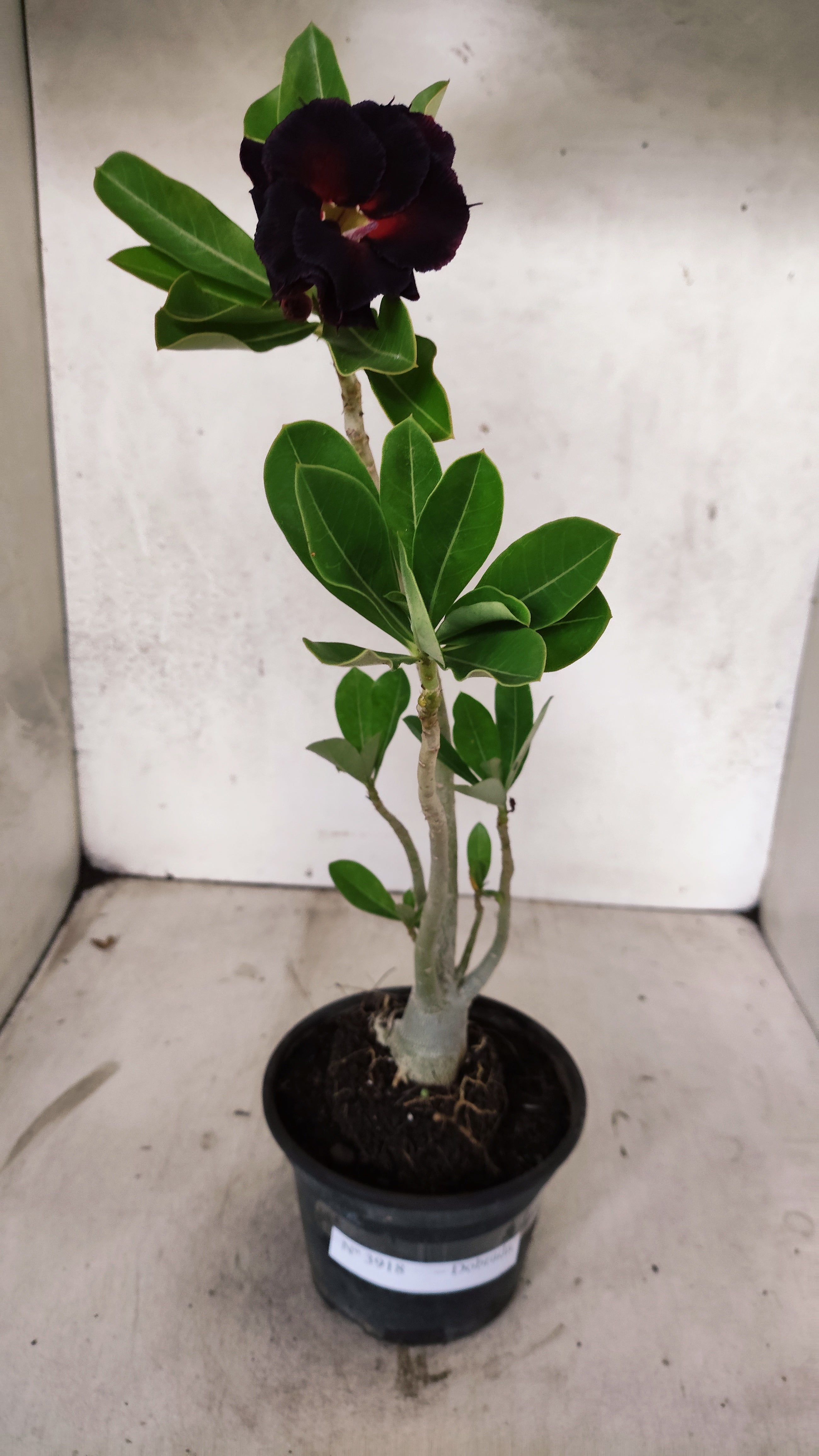 Planta Dobrada 3918 – 30cm – 02 anos