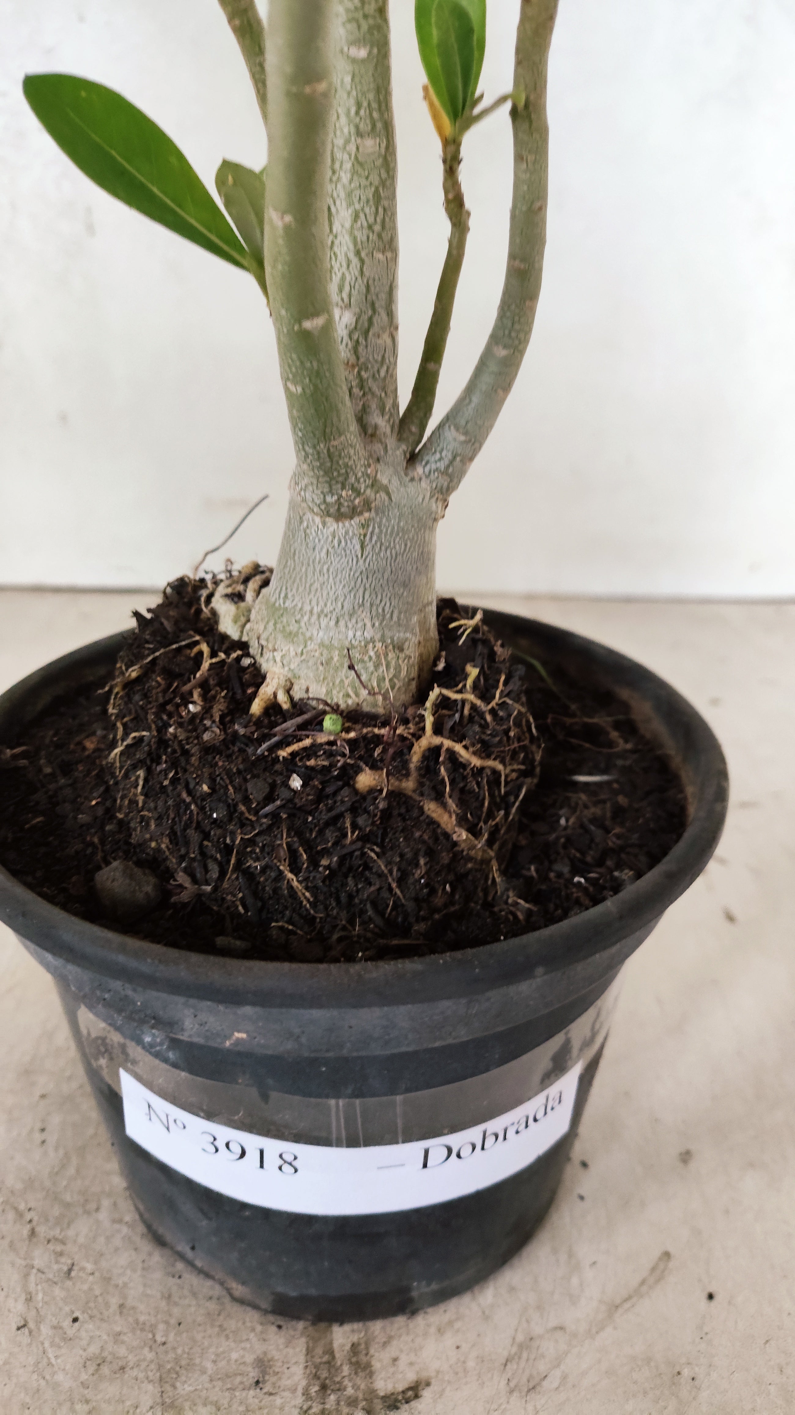 Planta Dobrada 3918 – 30cm – 02 anos