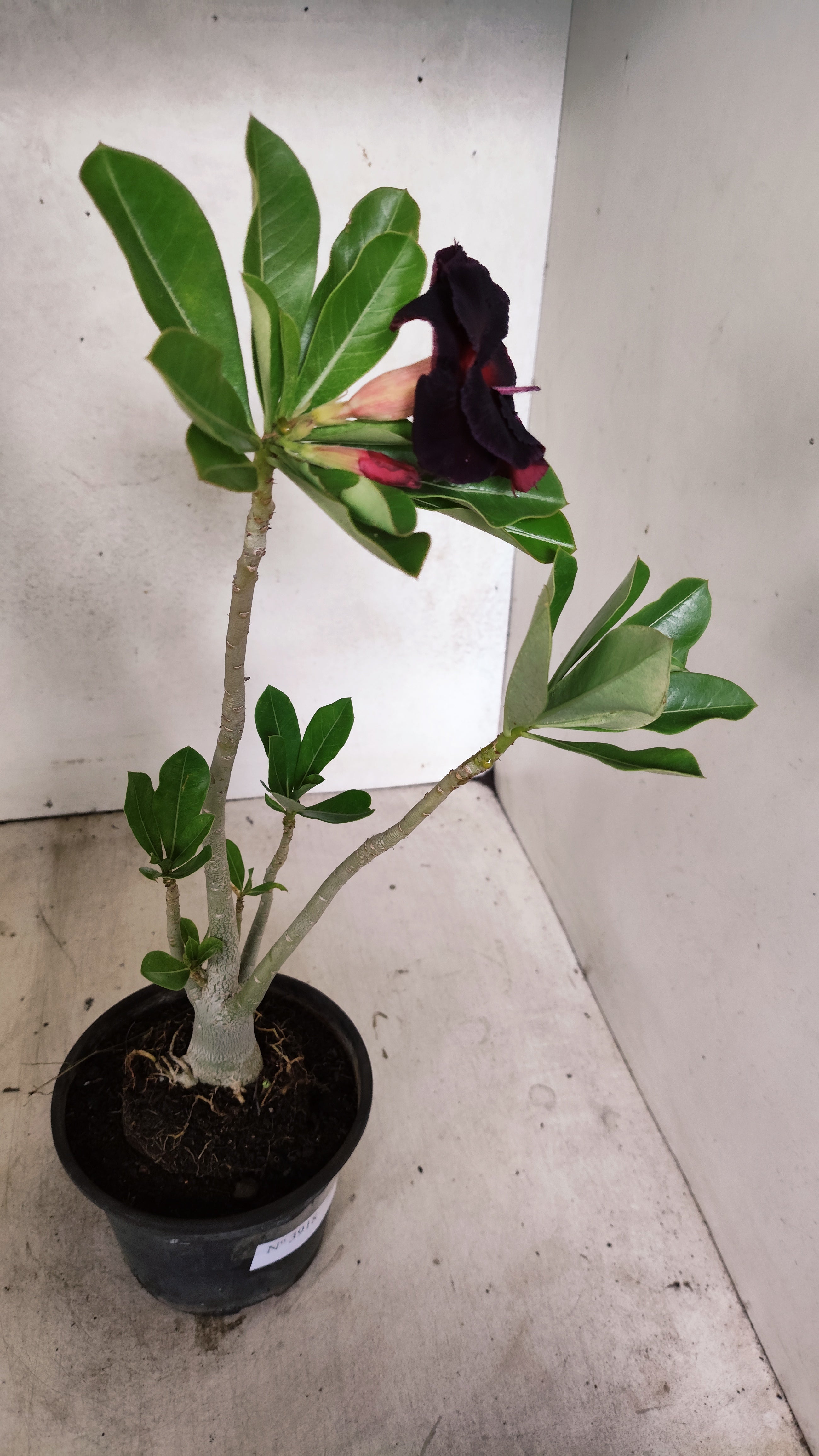 Planta Dobrada 3918 – 30cm – 02 anos