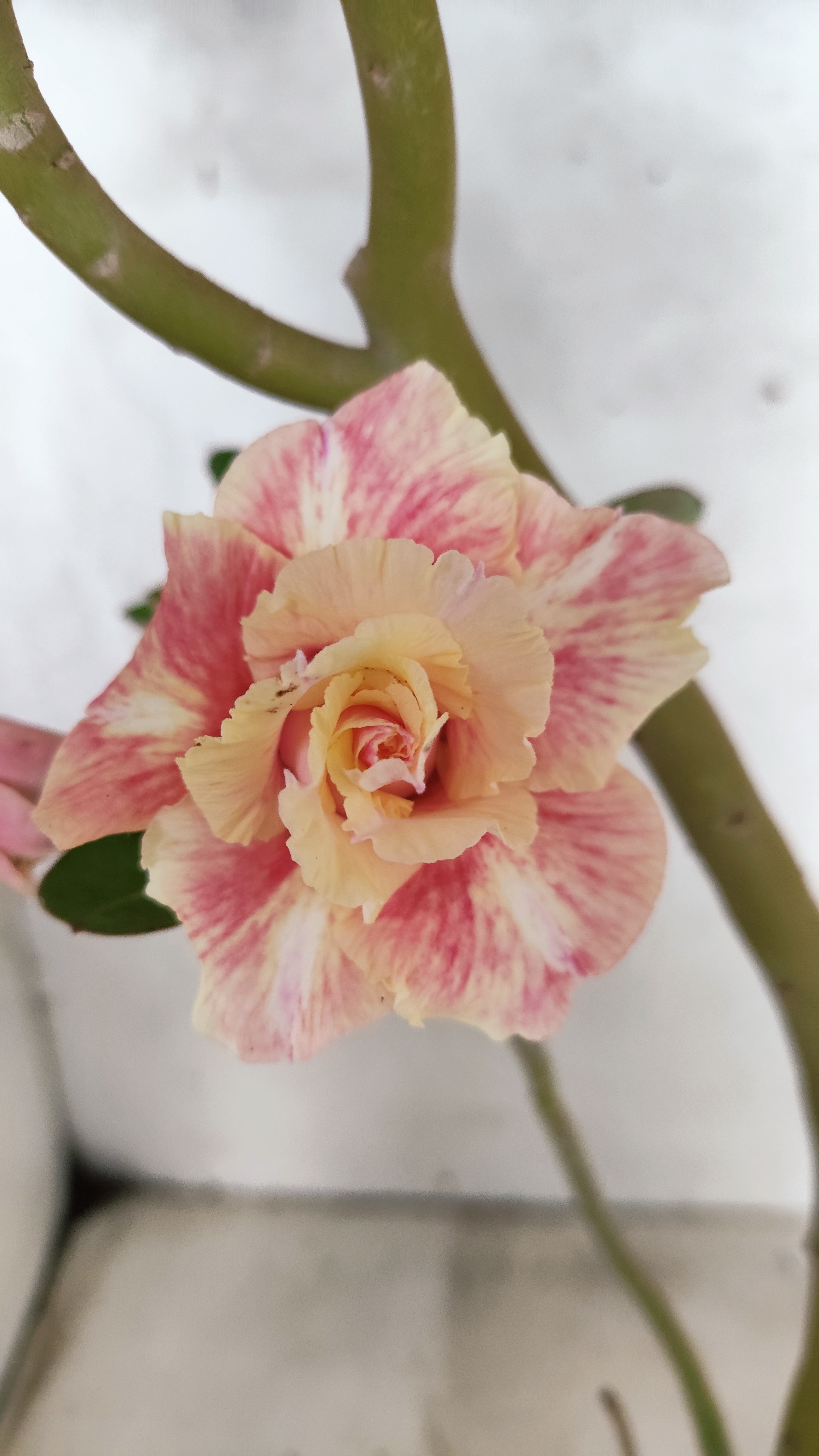 Planta Dobrada 3919 – 35cm – 03 anos