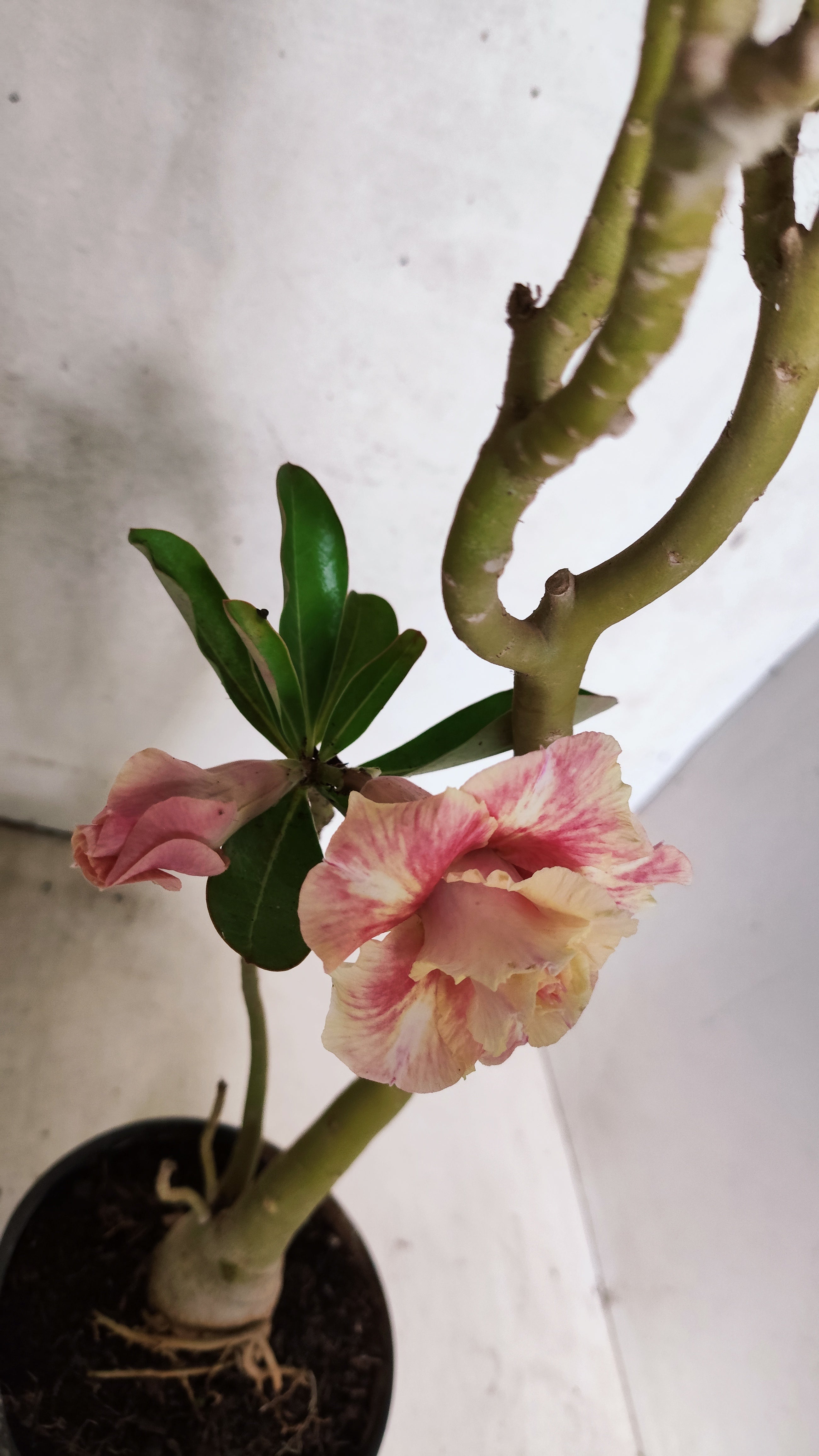 Planta Dobrada 3919 – 35cm – 03 anos