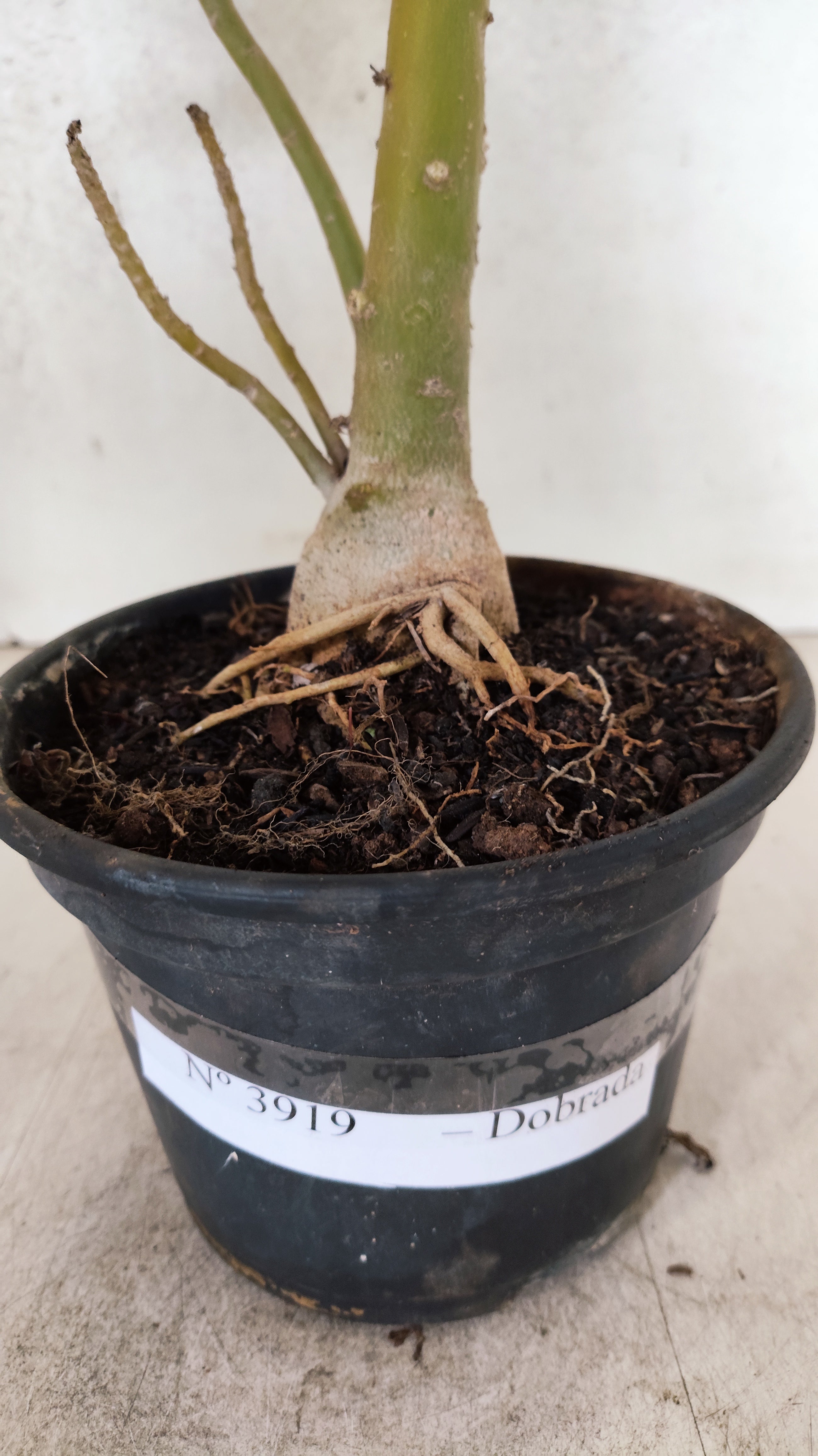 Planta Dobrada 3919 – 35cm – 03 anos