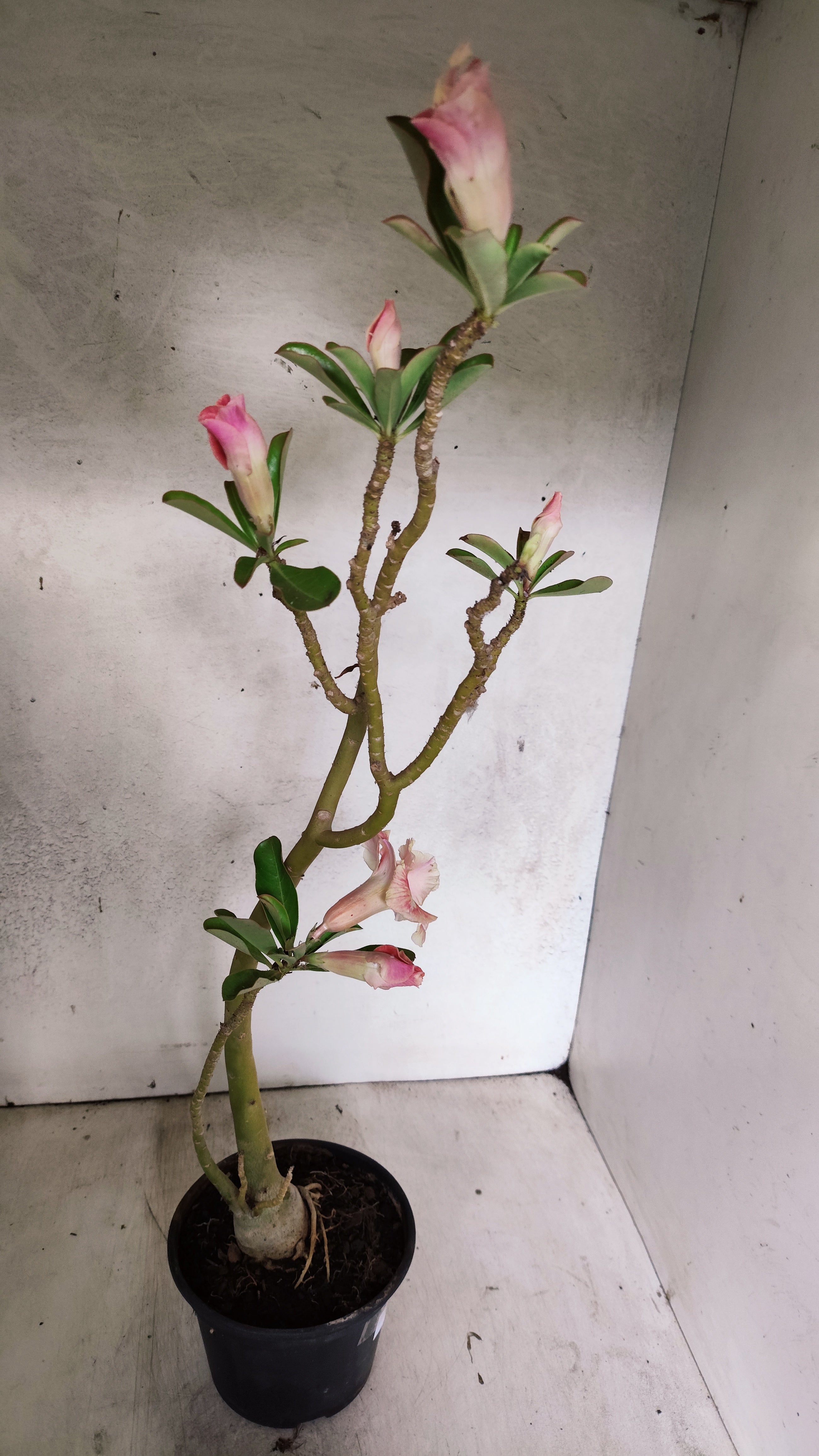 Planta Dobrada 3919 – 35cm – 03 anos