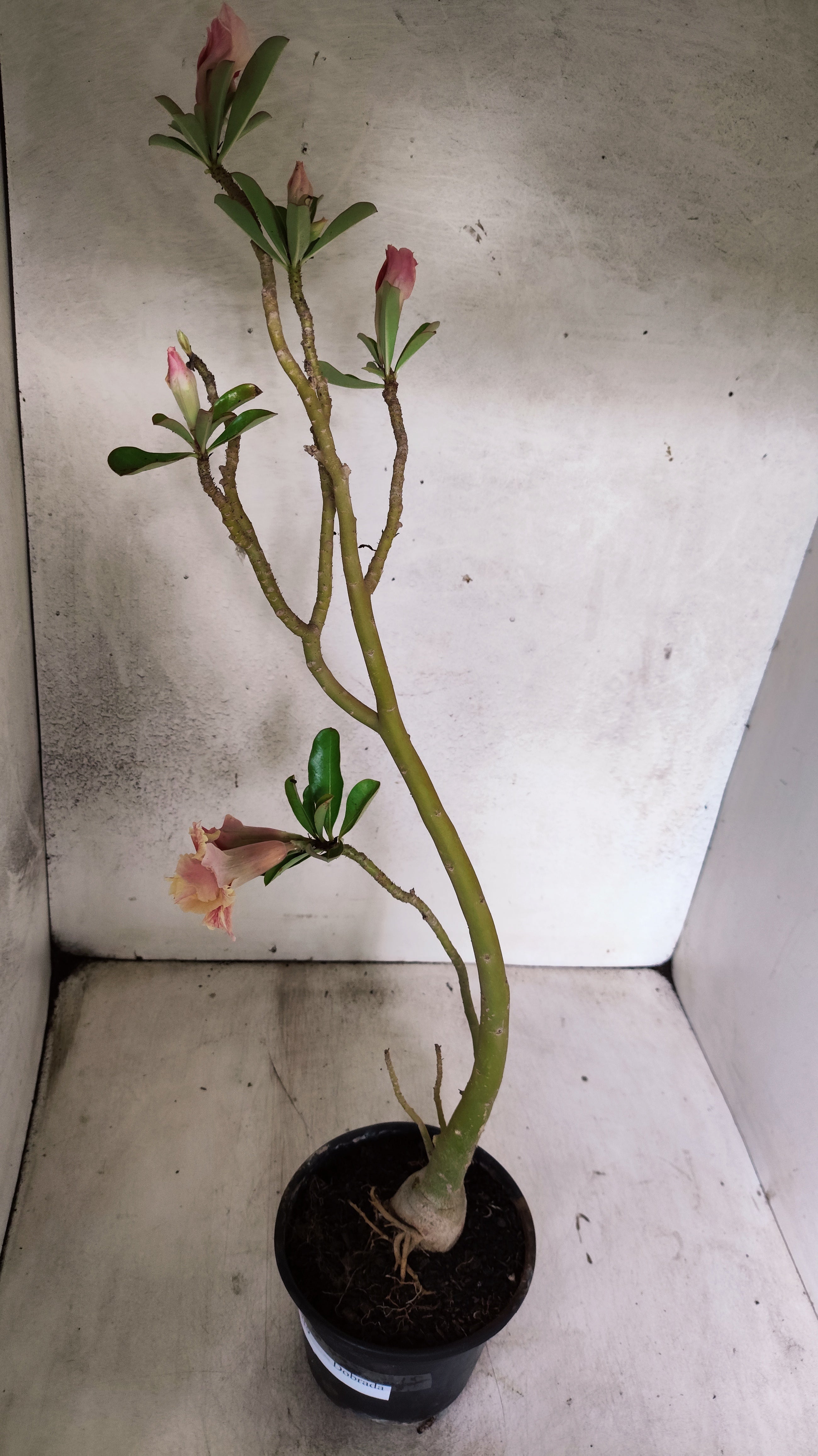 Planta Dobrada 3919 – 35cm – 03 anos