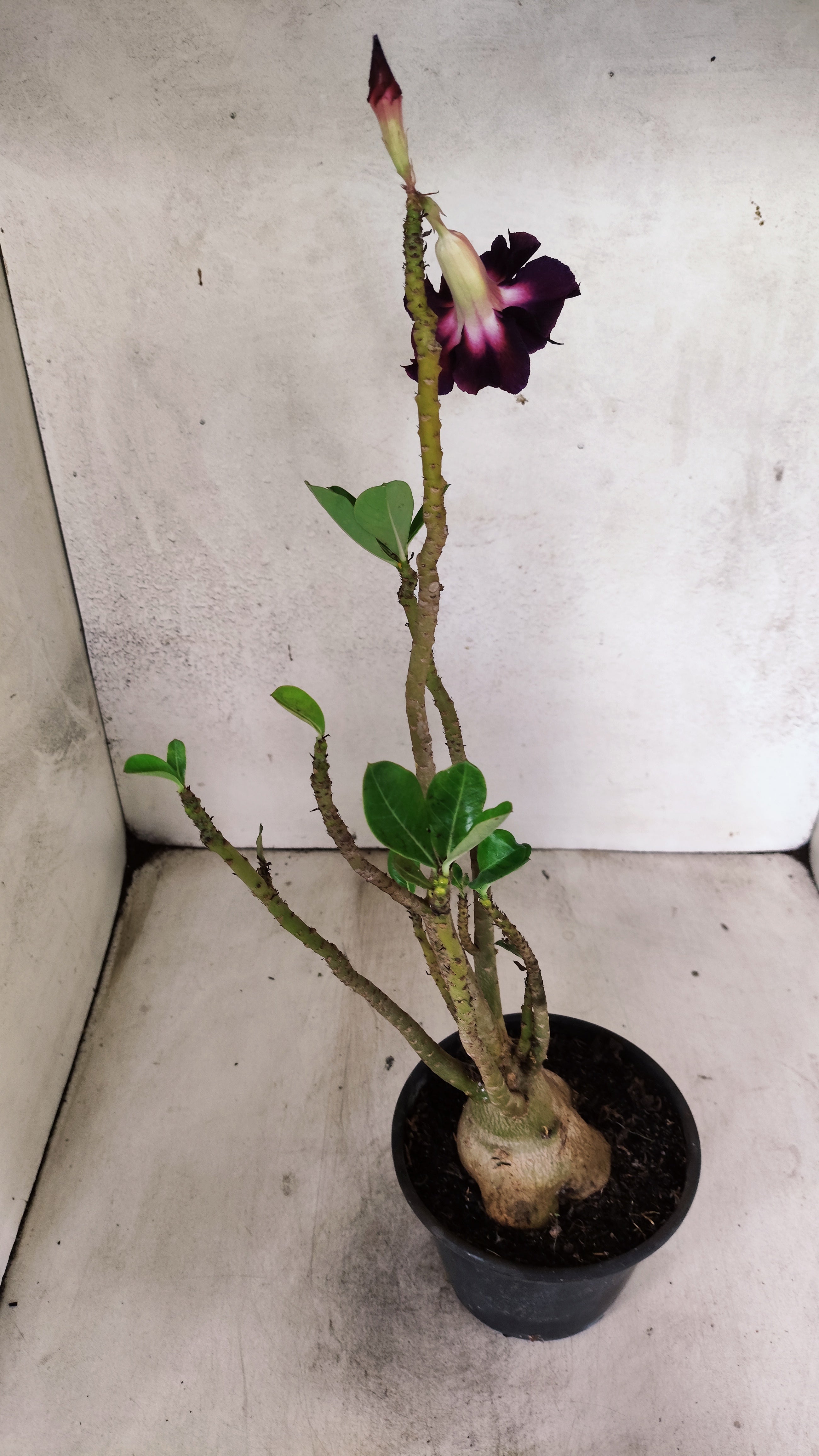 Planta Dobrada 3920 – 35cm – 03 anos