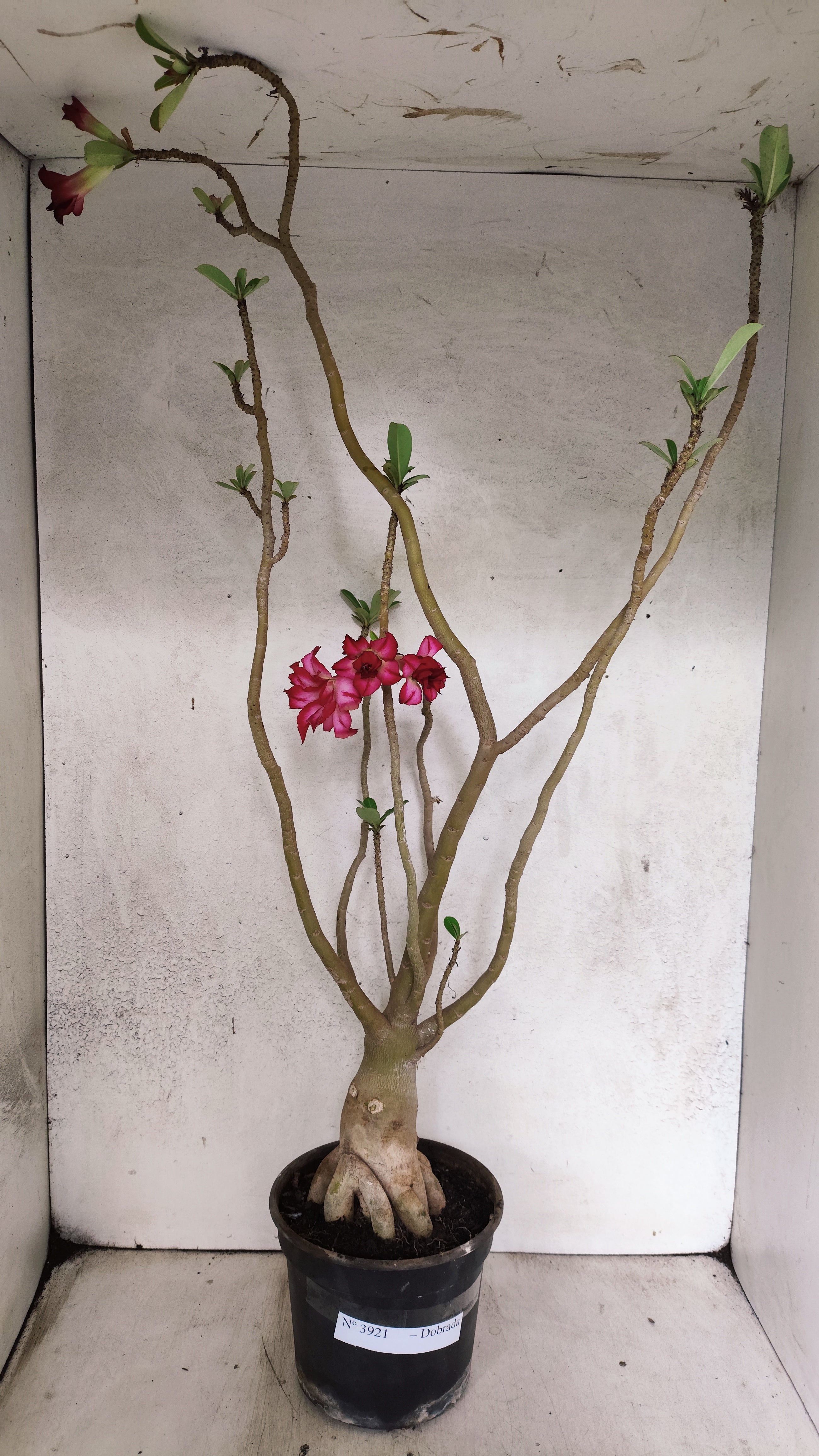 Planta Dobrada 3921 – 40cm – 03 anos