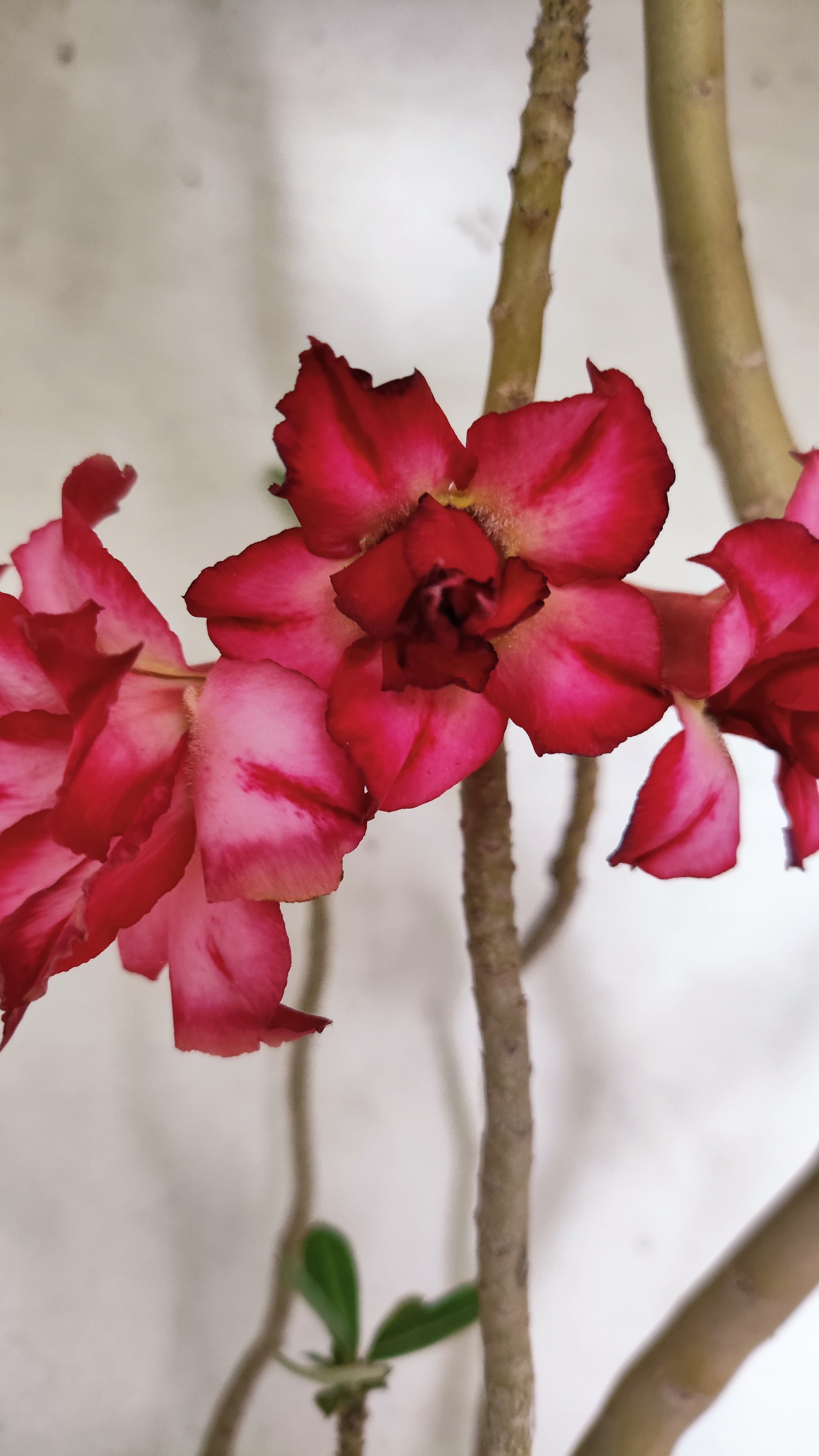 Planta Dobrada 3921 – 40cm – 03 anos