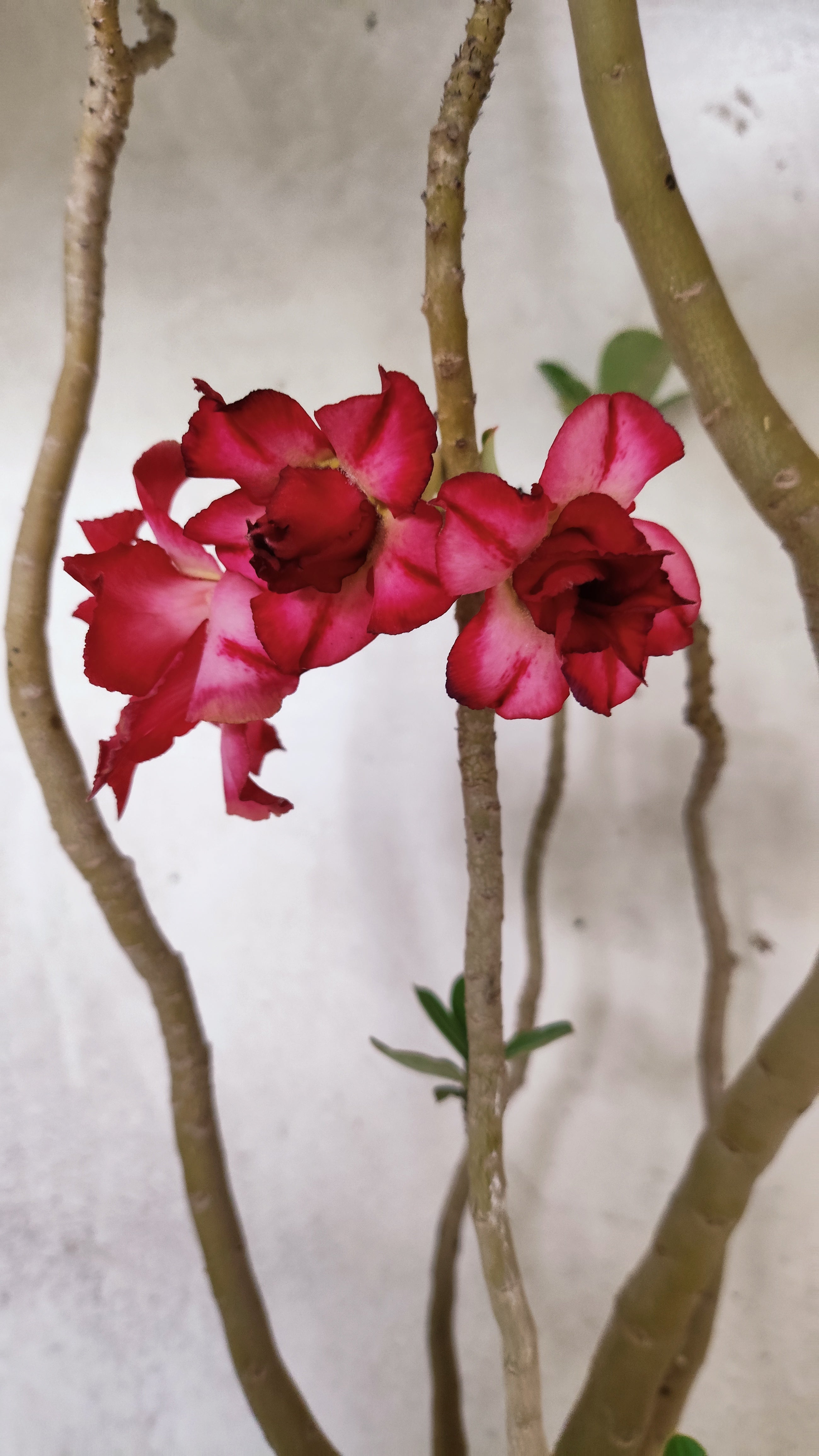 Planta Dobrada 3921 – 40cm – 03 anos