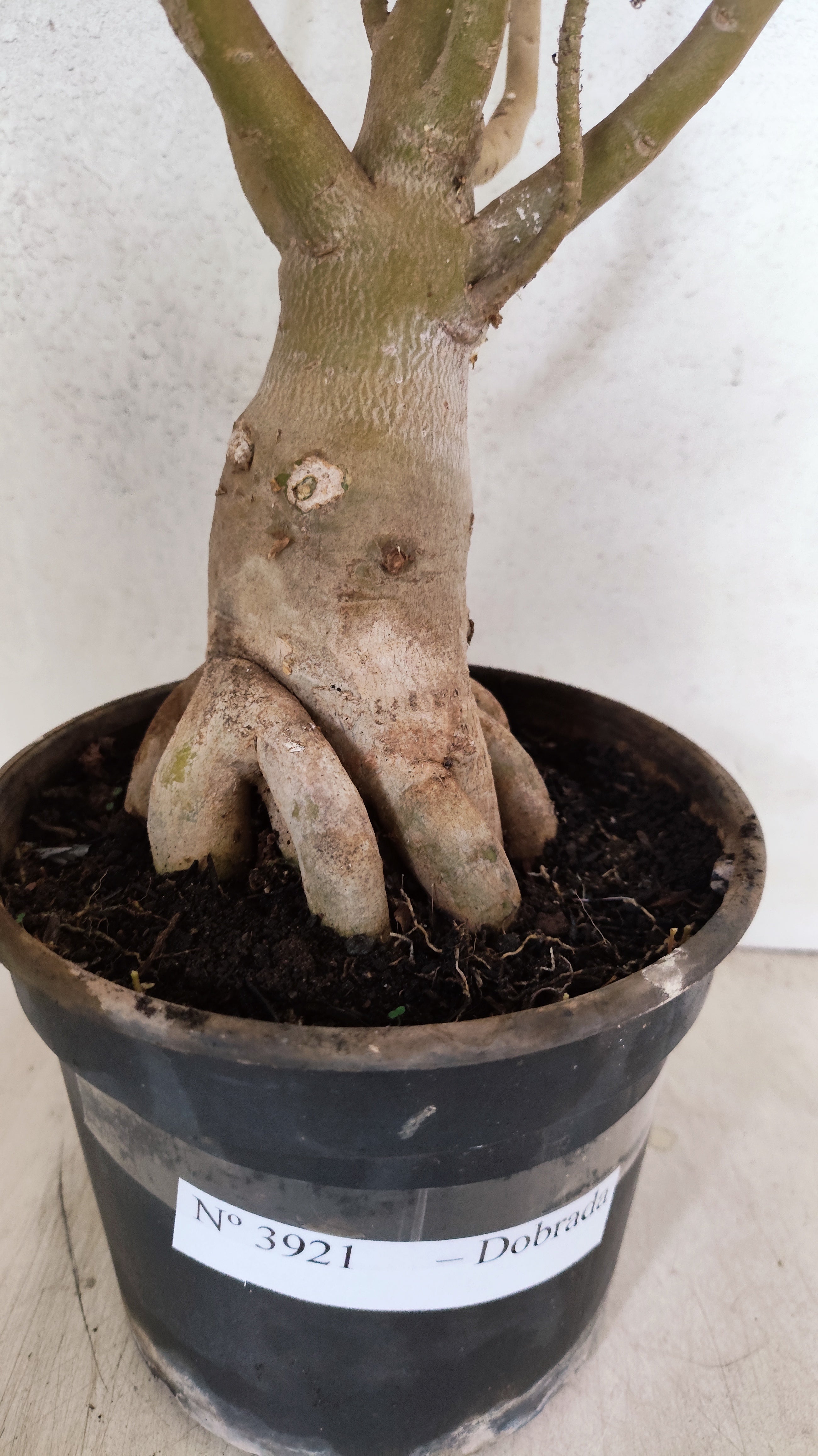 Planta Dobrada 3921 – 40cm – 03 anos