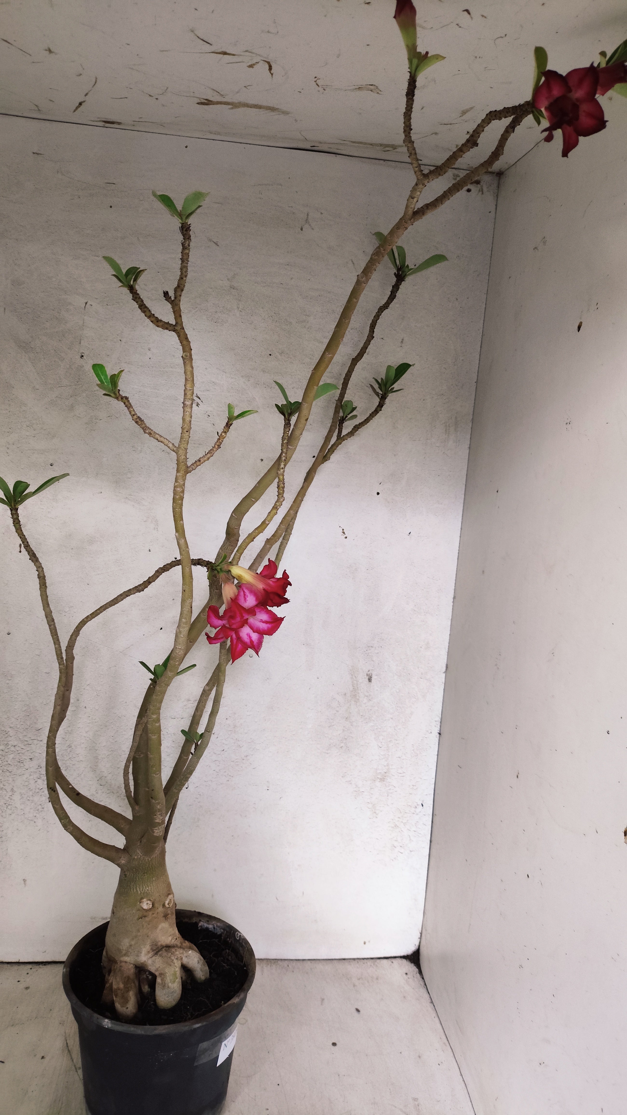 Planta Dobrada 3921 – 40cm – 03 anos
