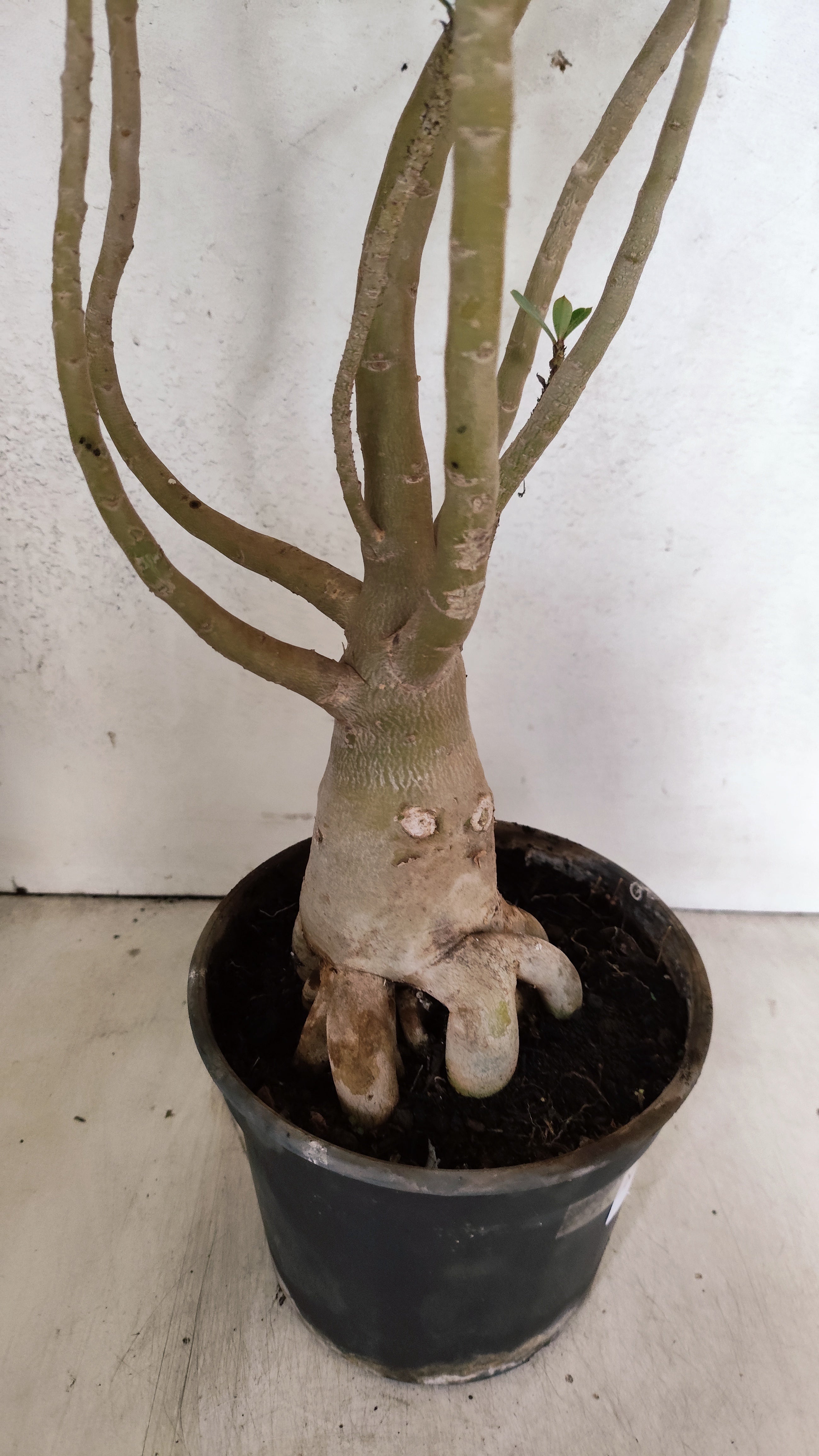 Planta Dobrada 3921 – 40cm – 03 anos