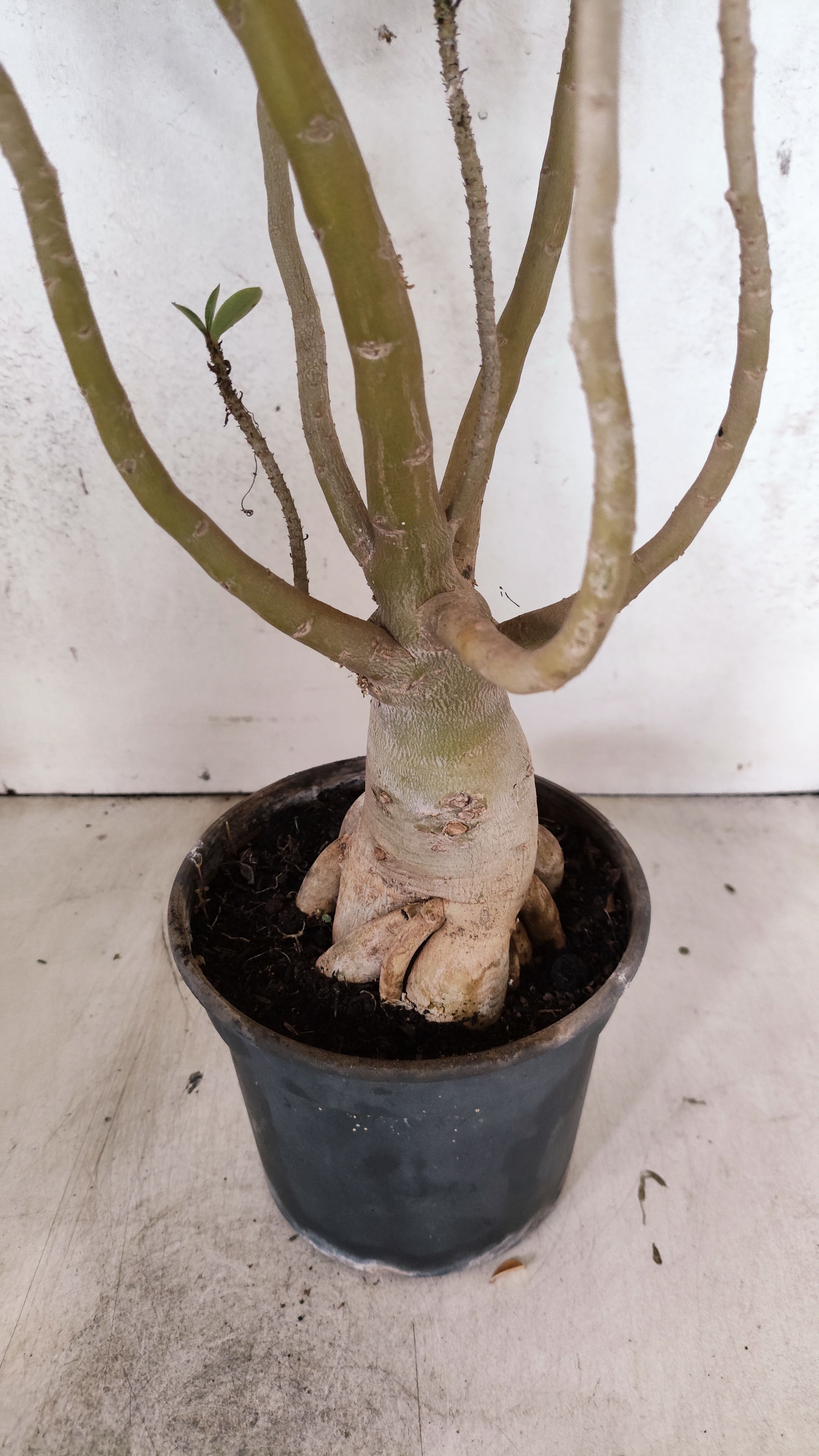 Planta Dobrada 3921 – 40cm – 03 anos