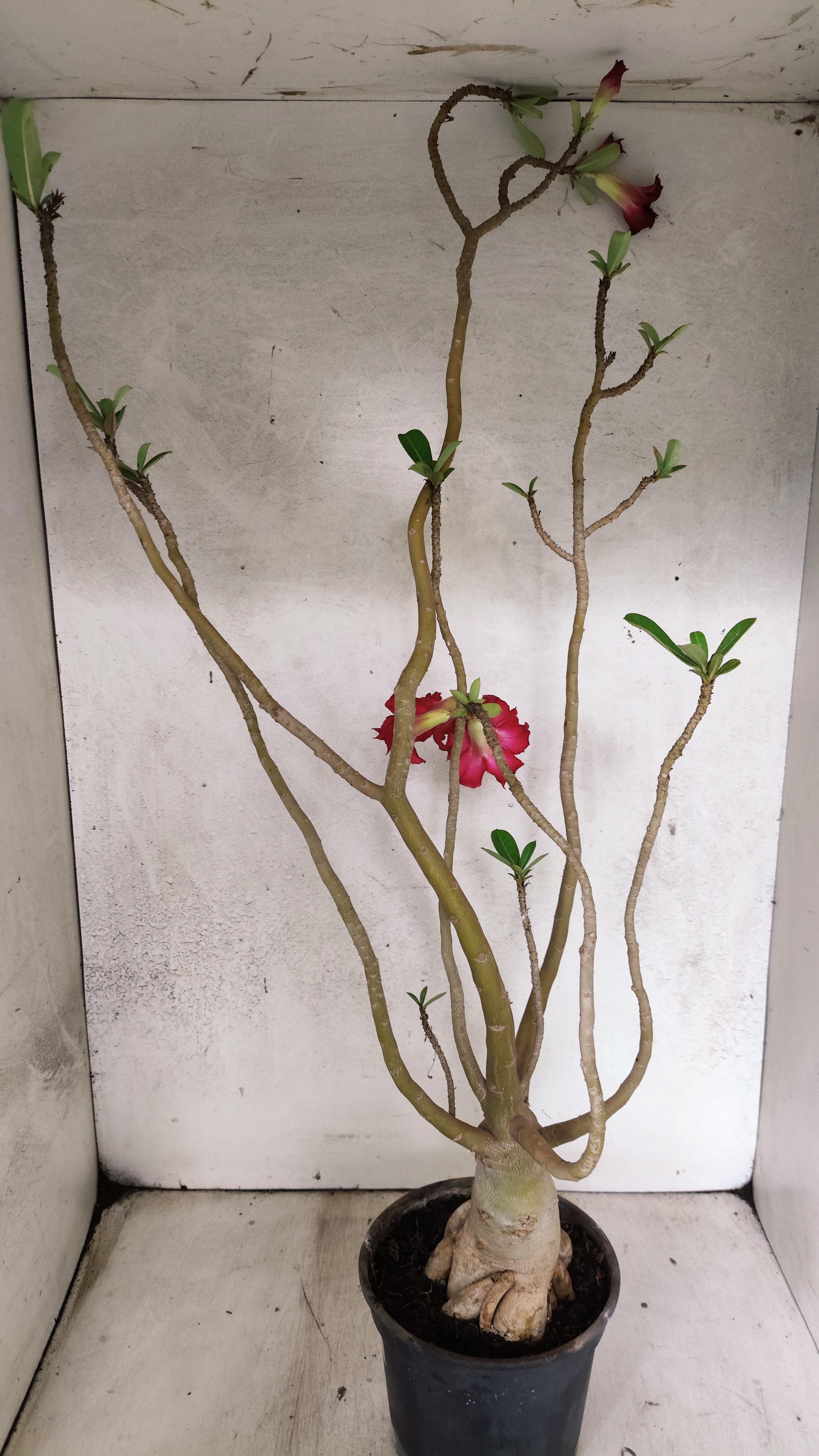 Planta Dobrada 3921 – 40cm – 03 anos