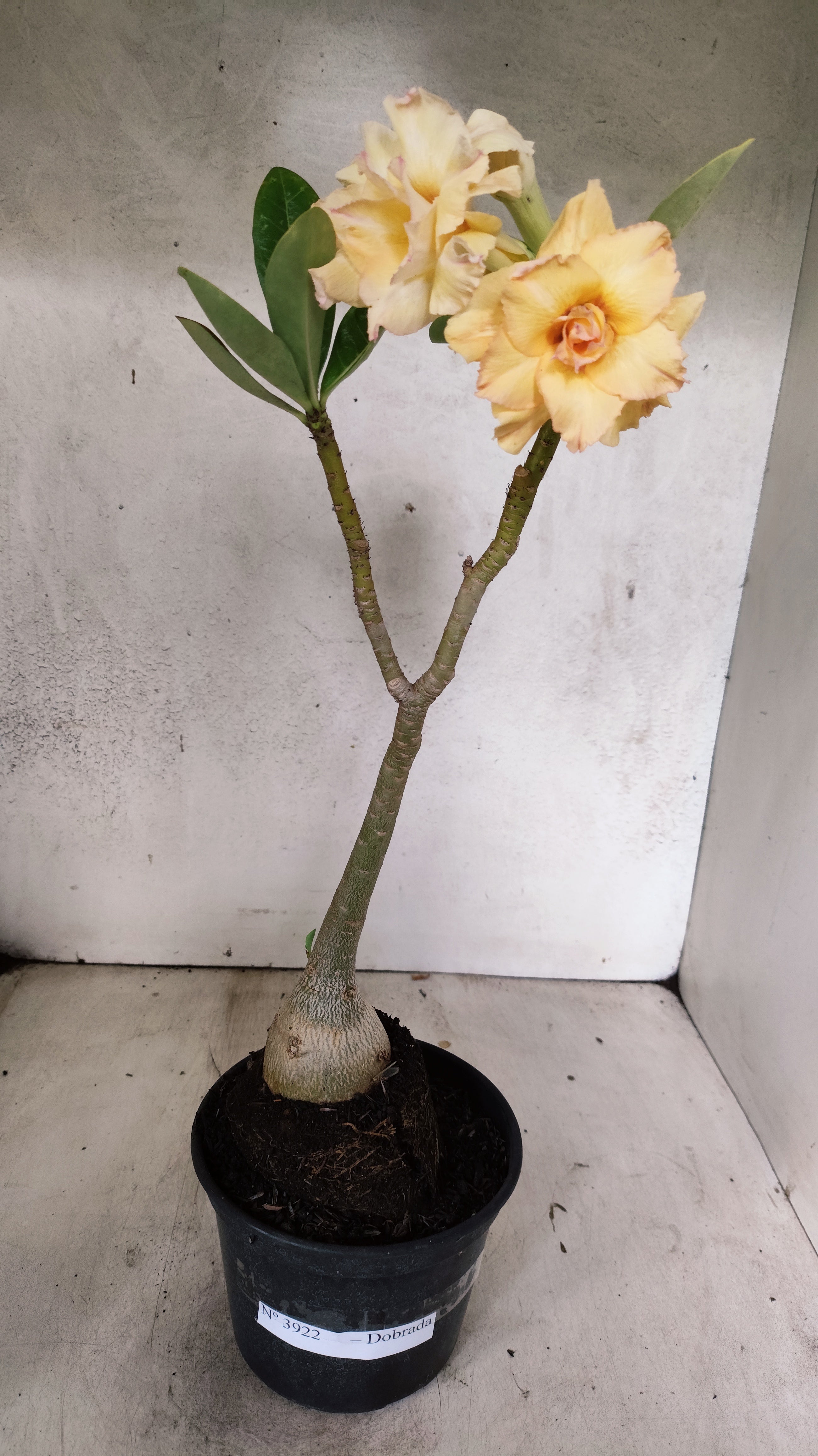 Planta Dobrada 3922 – 30cm – 03 anos