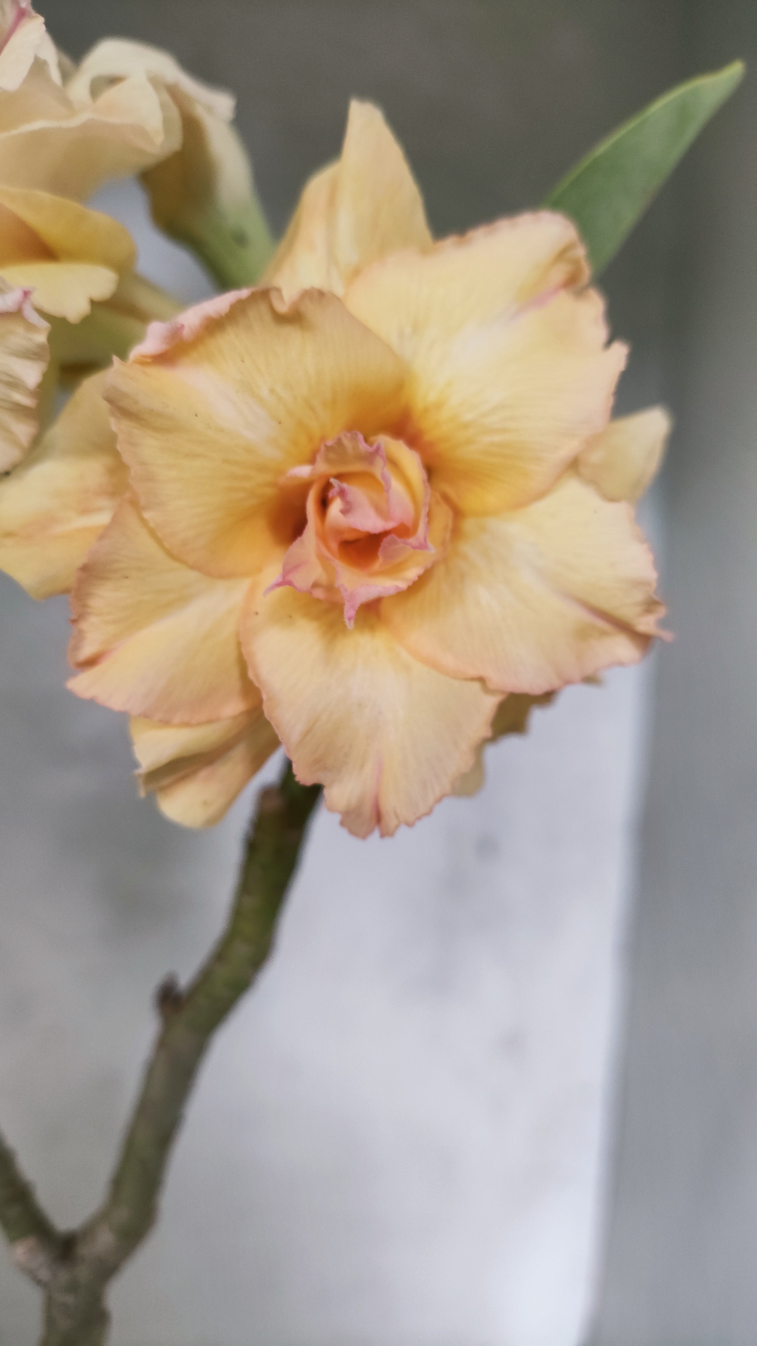 Planta Dobrada 3922 – 30cm – 03 anos