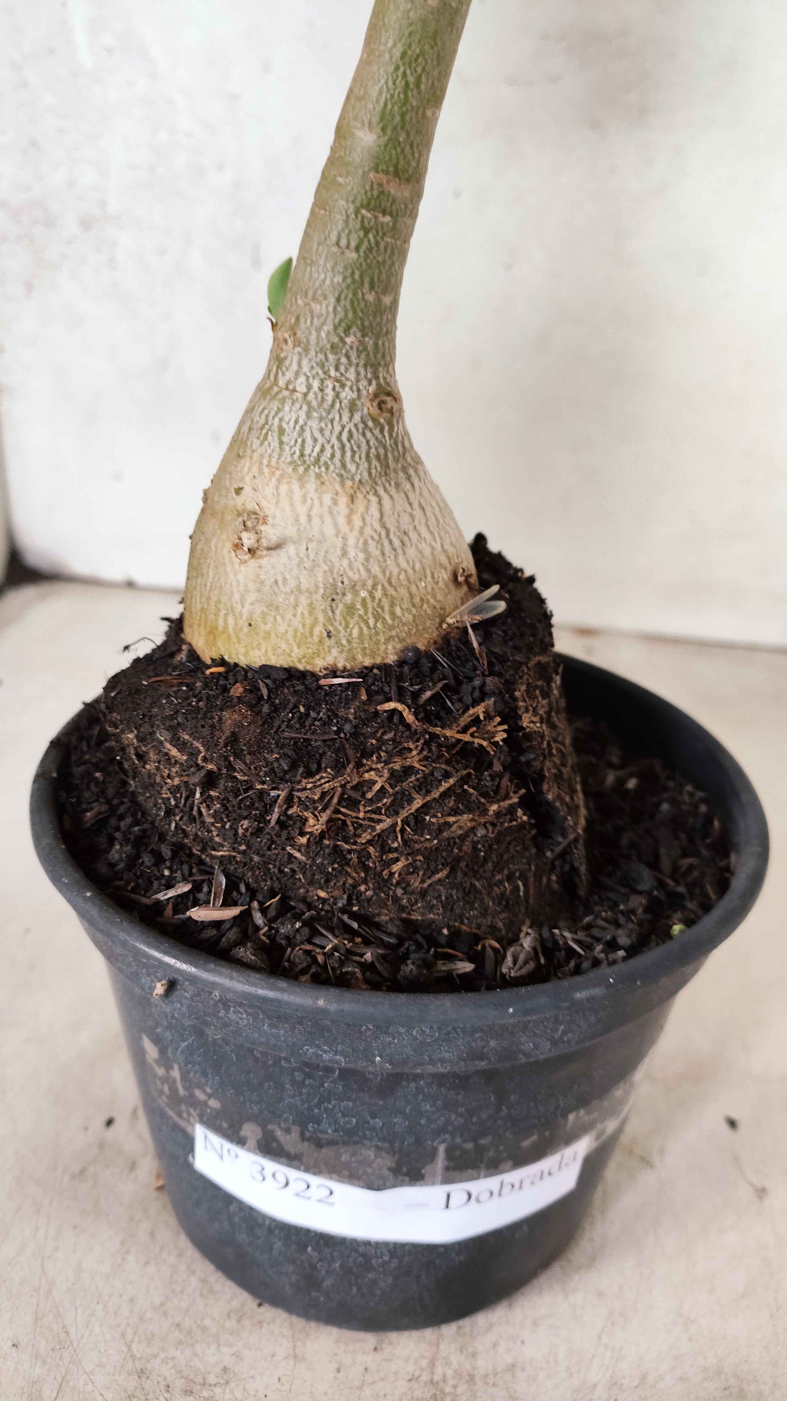 Planta Dobrada 3922 – 30cm – 03 anos