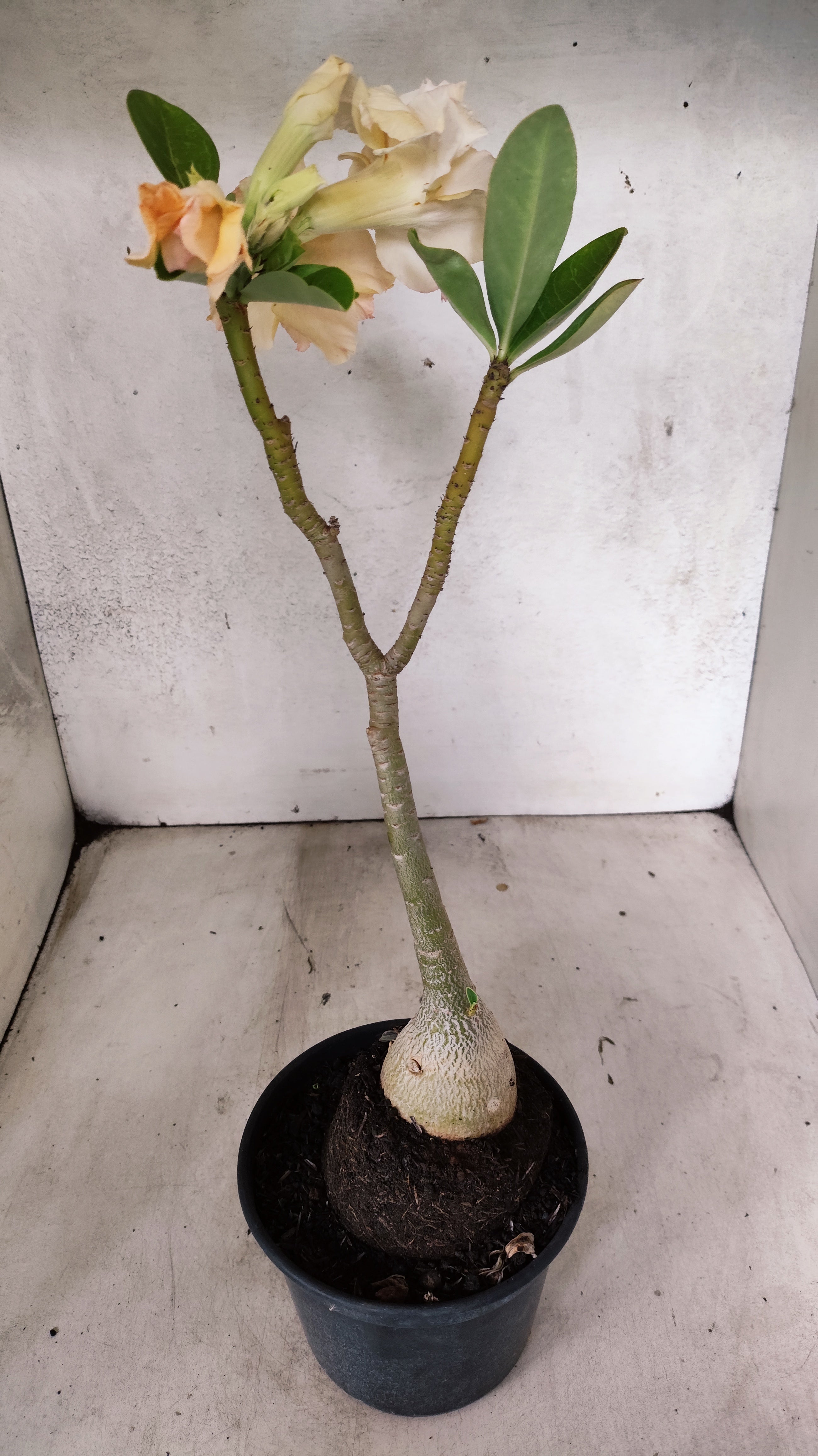 Planta Dobrada 3922 – 30cm – 03 anos
