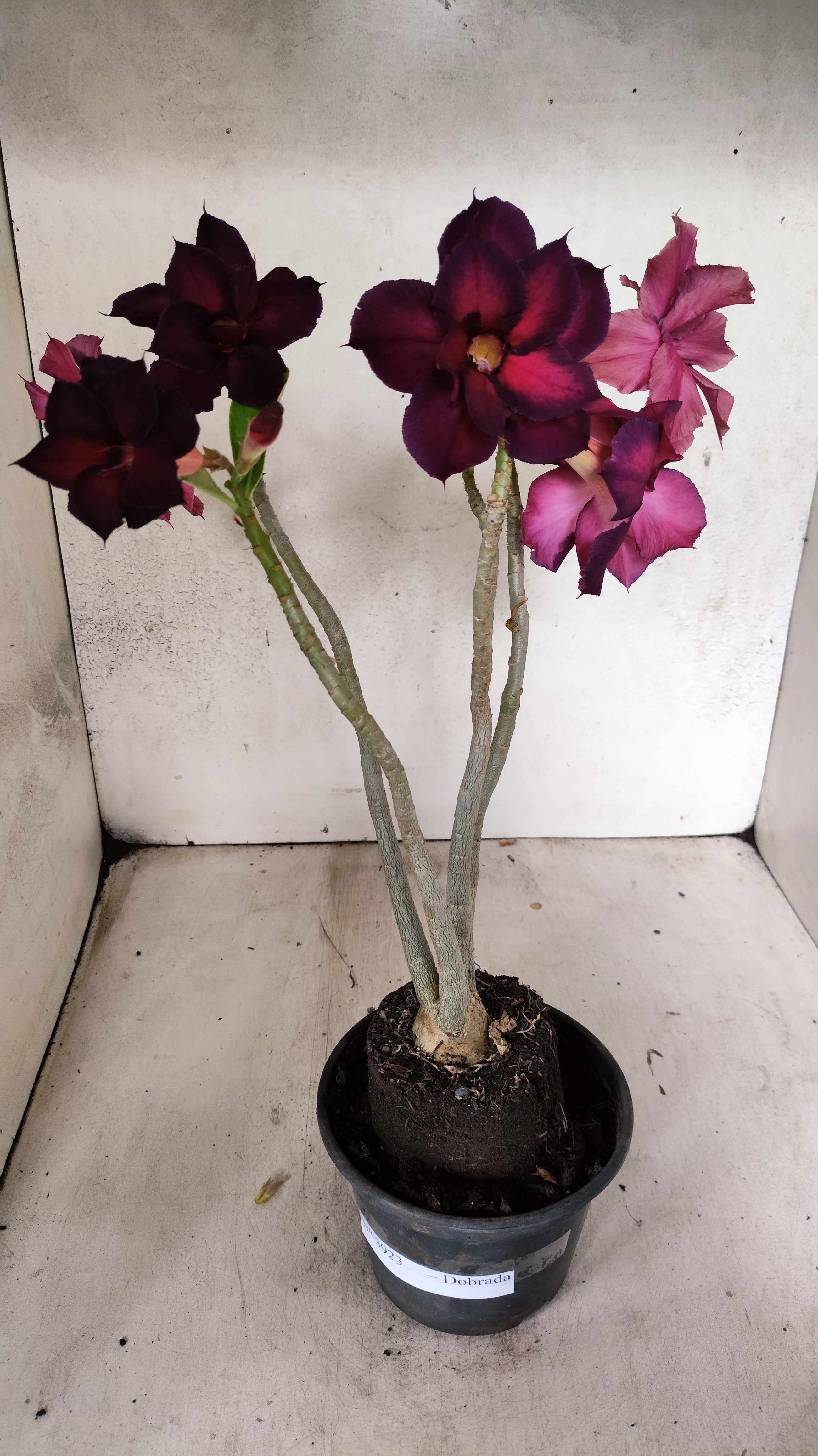 Planta Dobrada 3923 – 30cm – 03 anos