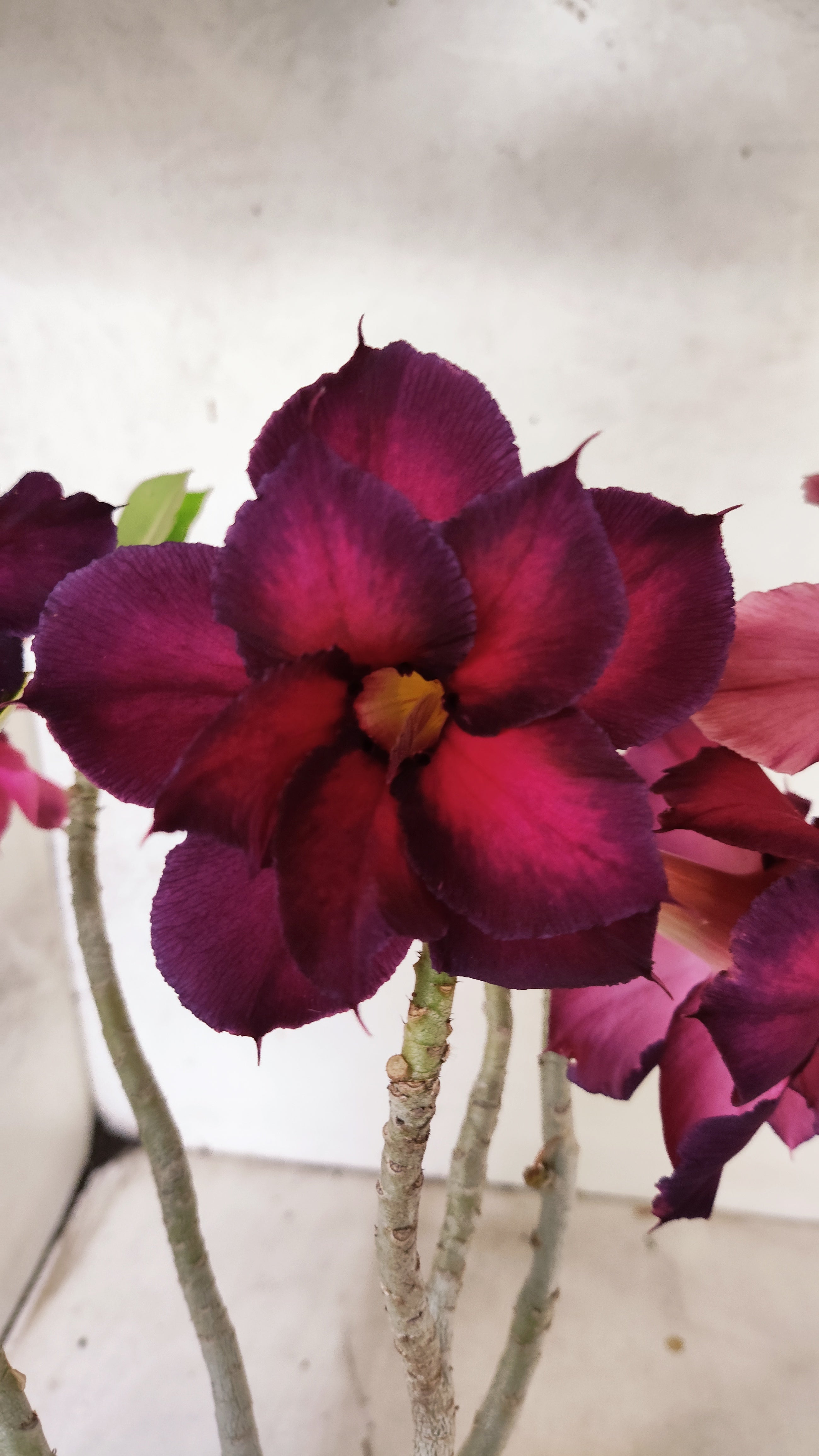 Planta Dobrada 3923 – 30cm – 03 anos