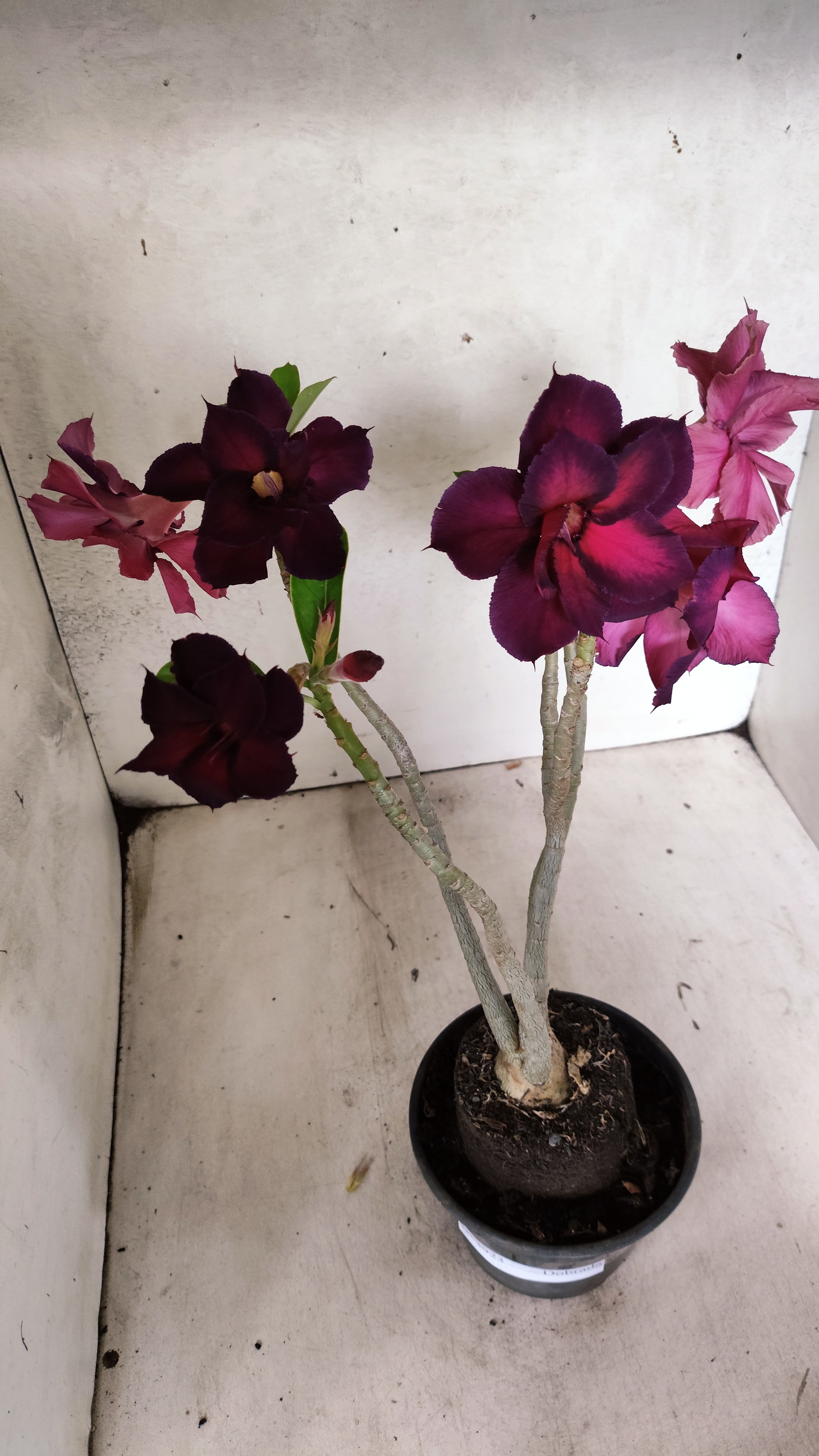 Planta Dobrada 3923 – 30cm – 03 anos