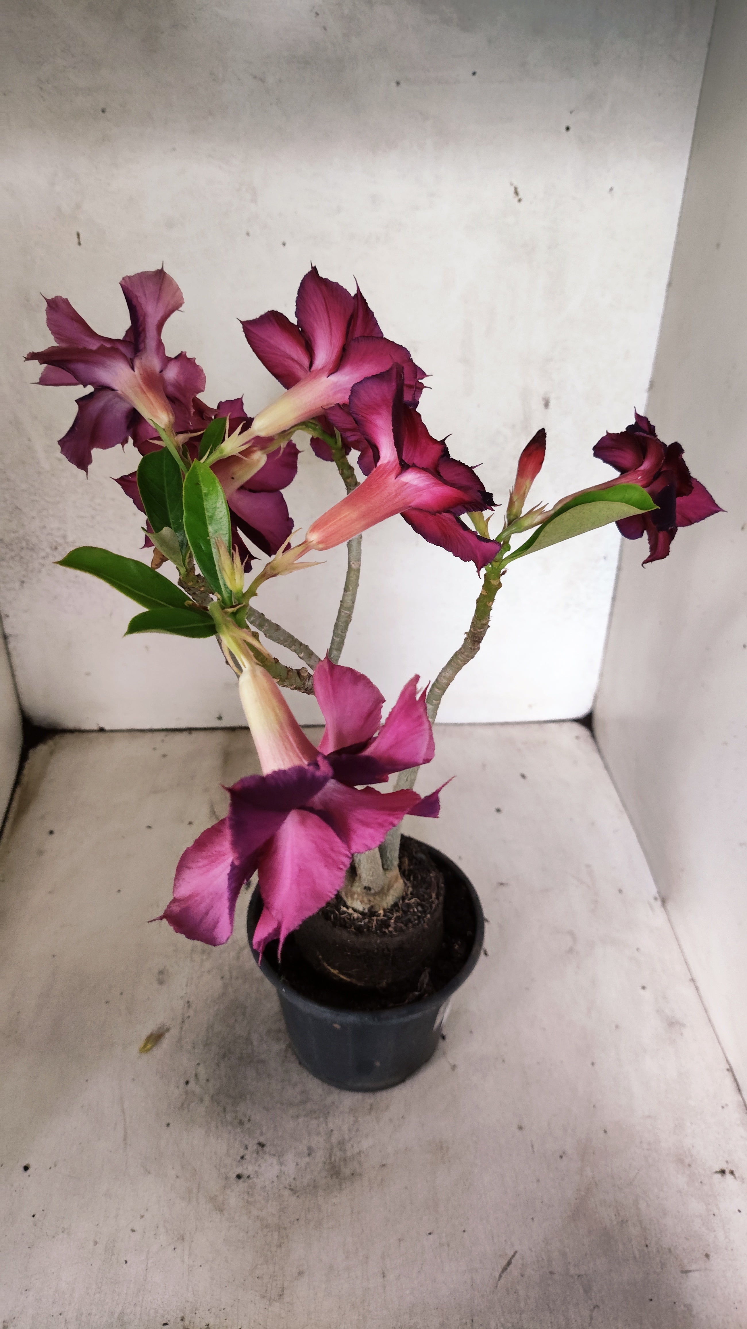 Planta Dobrada 3923 – 30cm – 03 anos