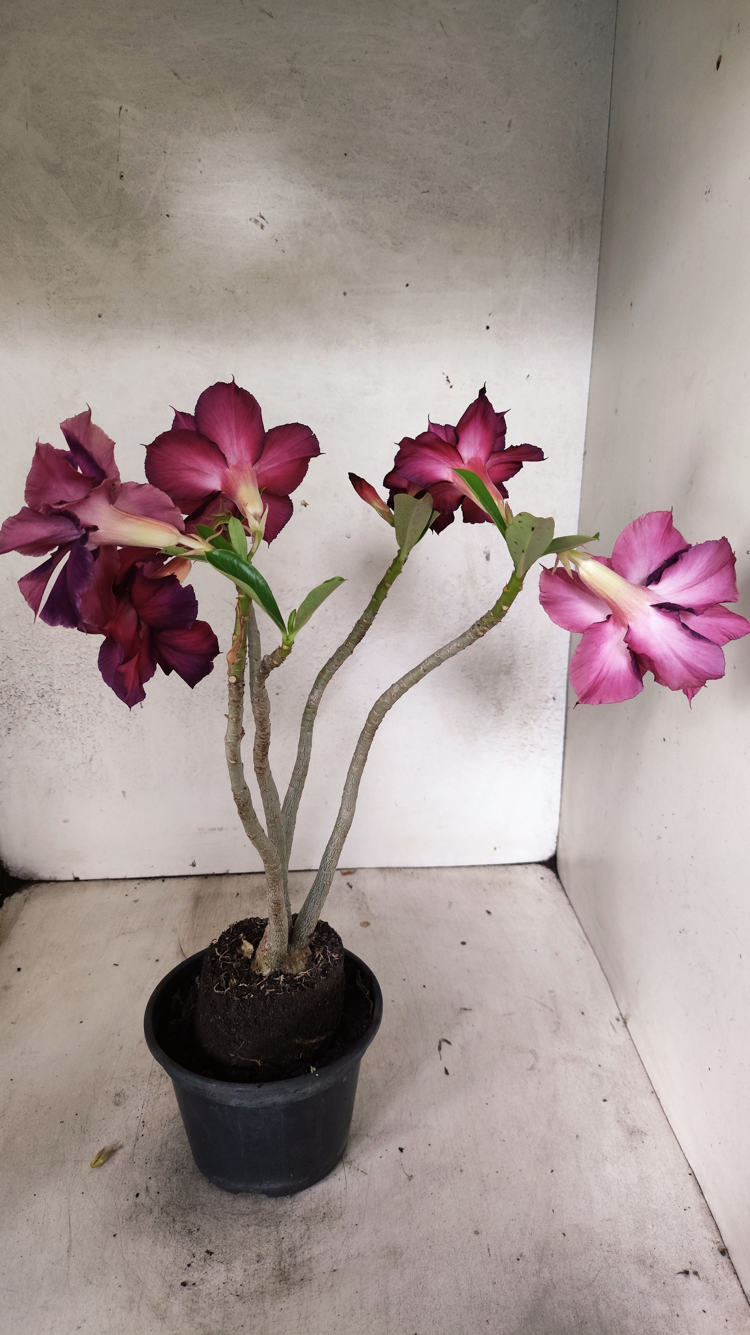 Planta Dobrada 3923 – 30cm – 03 anos