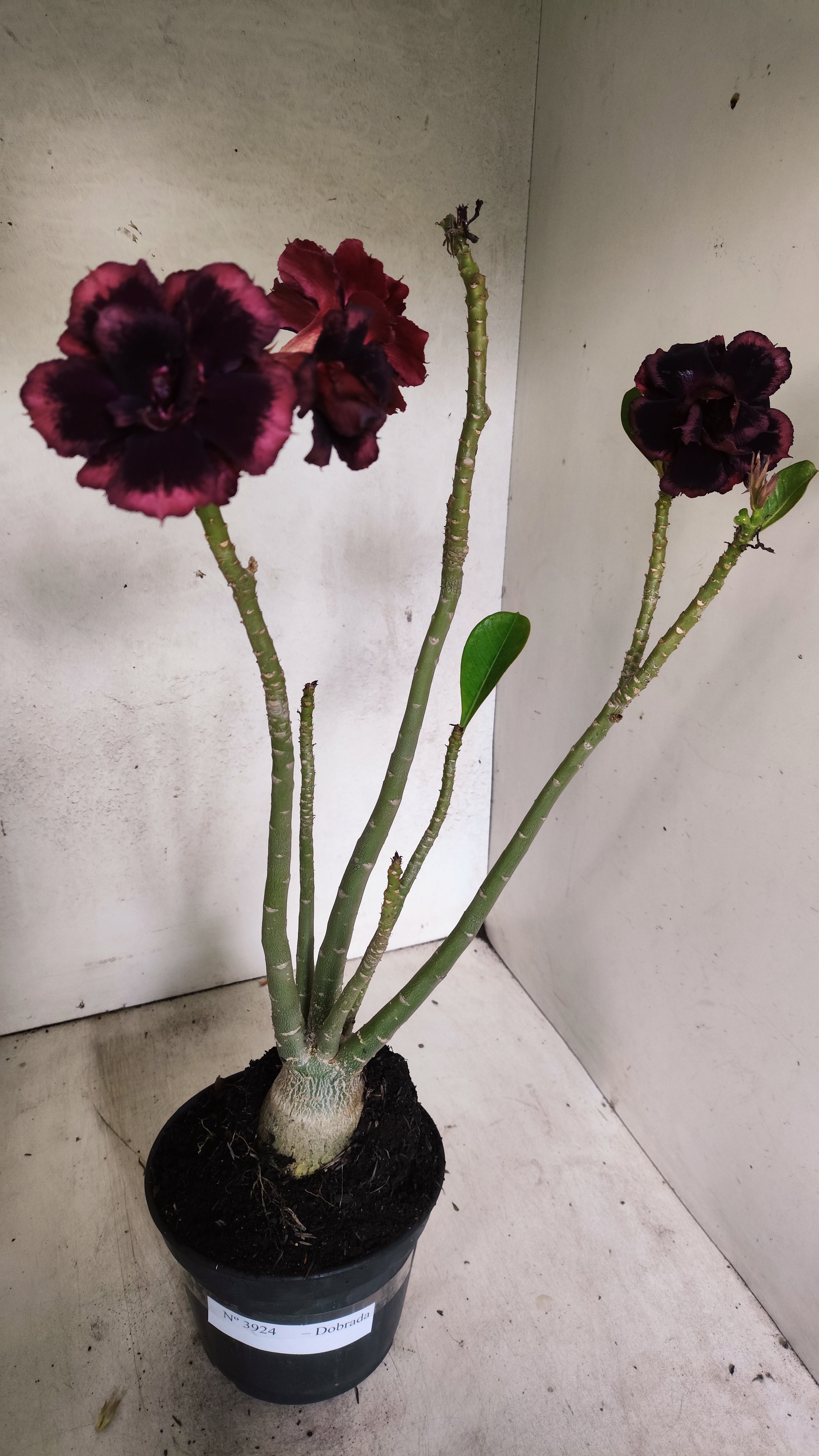 Planta Dobrada 3924 – 35cm – 03 anos