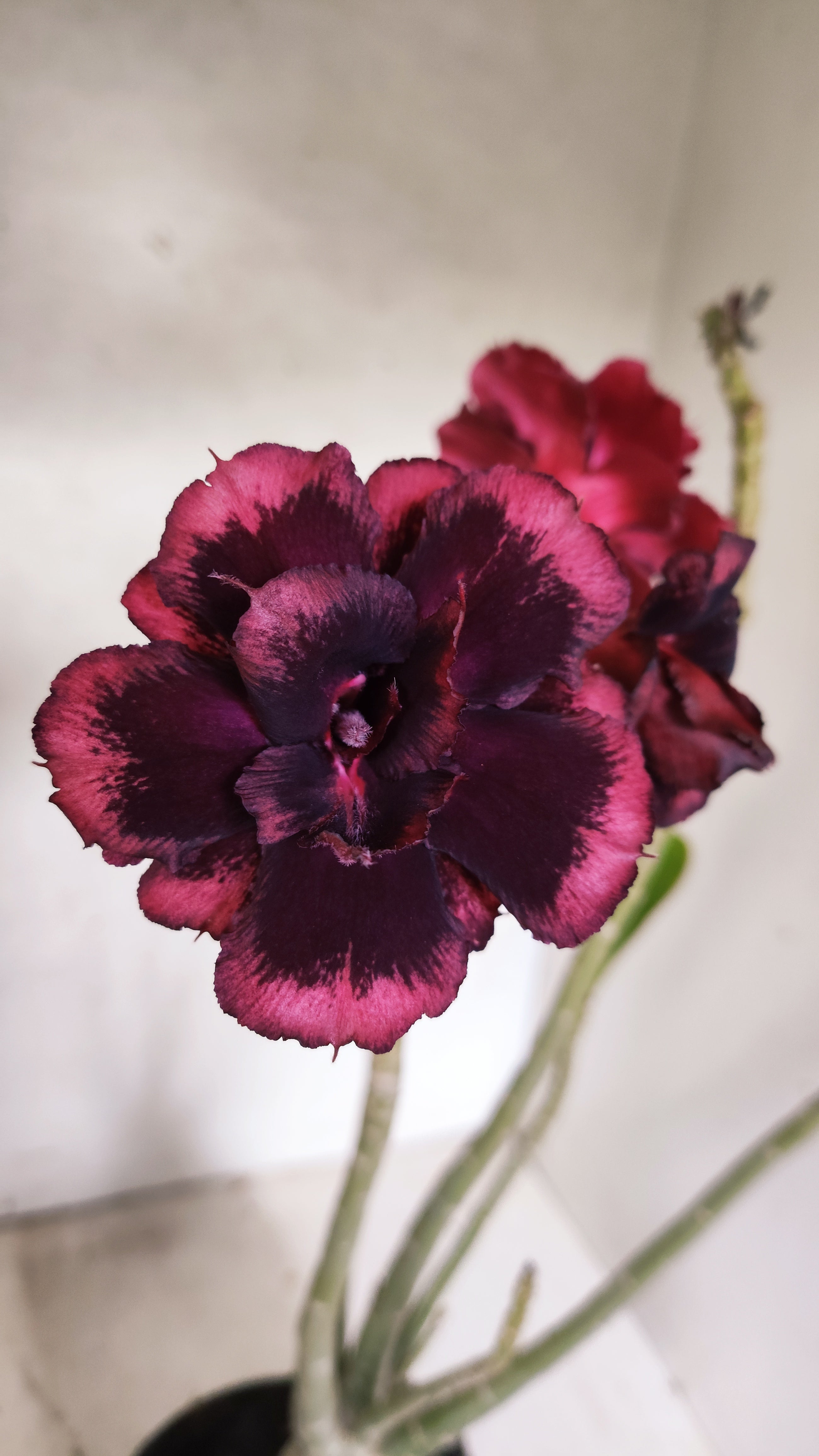 Planta Dobrada 3924 – 35cm – 03 anos