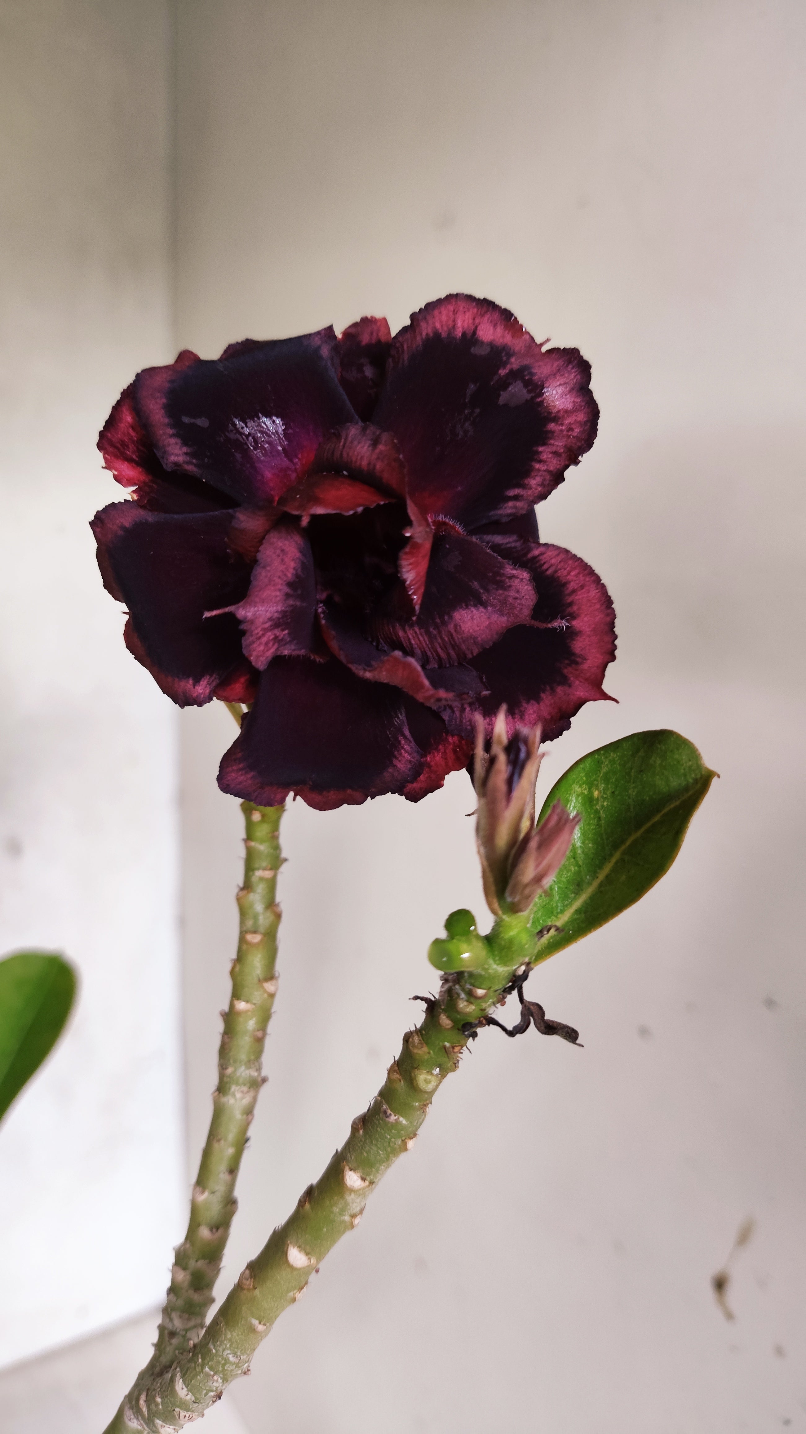 Planta Dobrada 3924 – 35cm – 03 anos