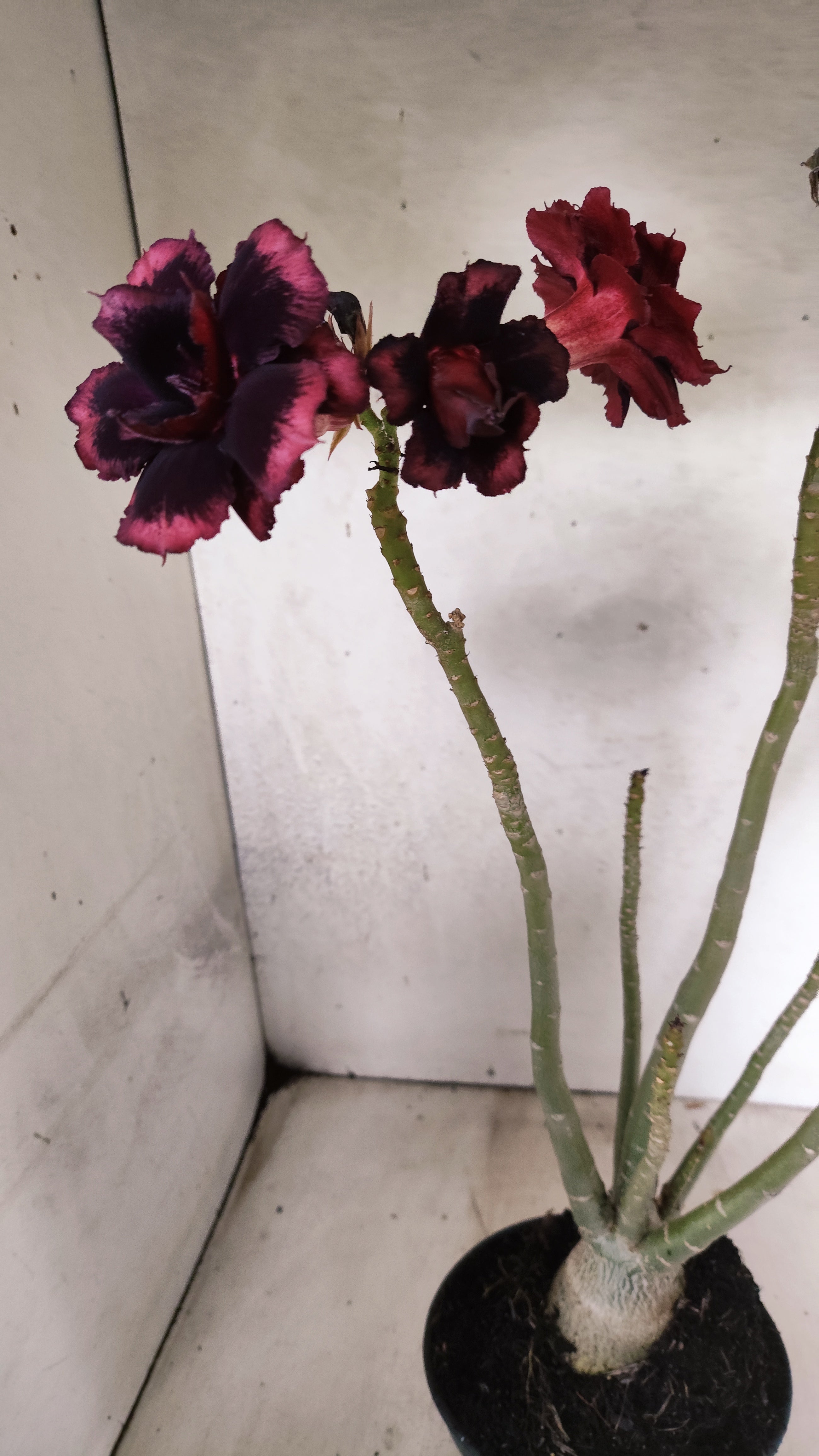 Planta Dobrada 3924 – 35cm – 03 anos