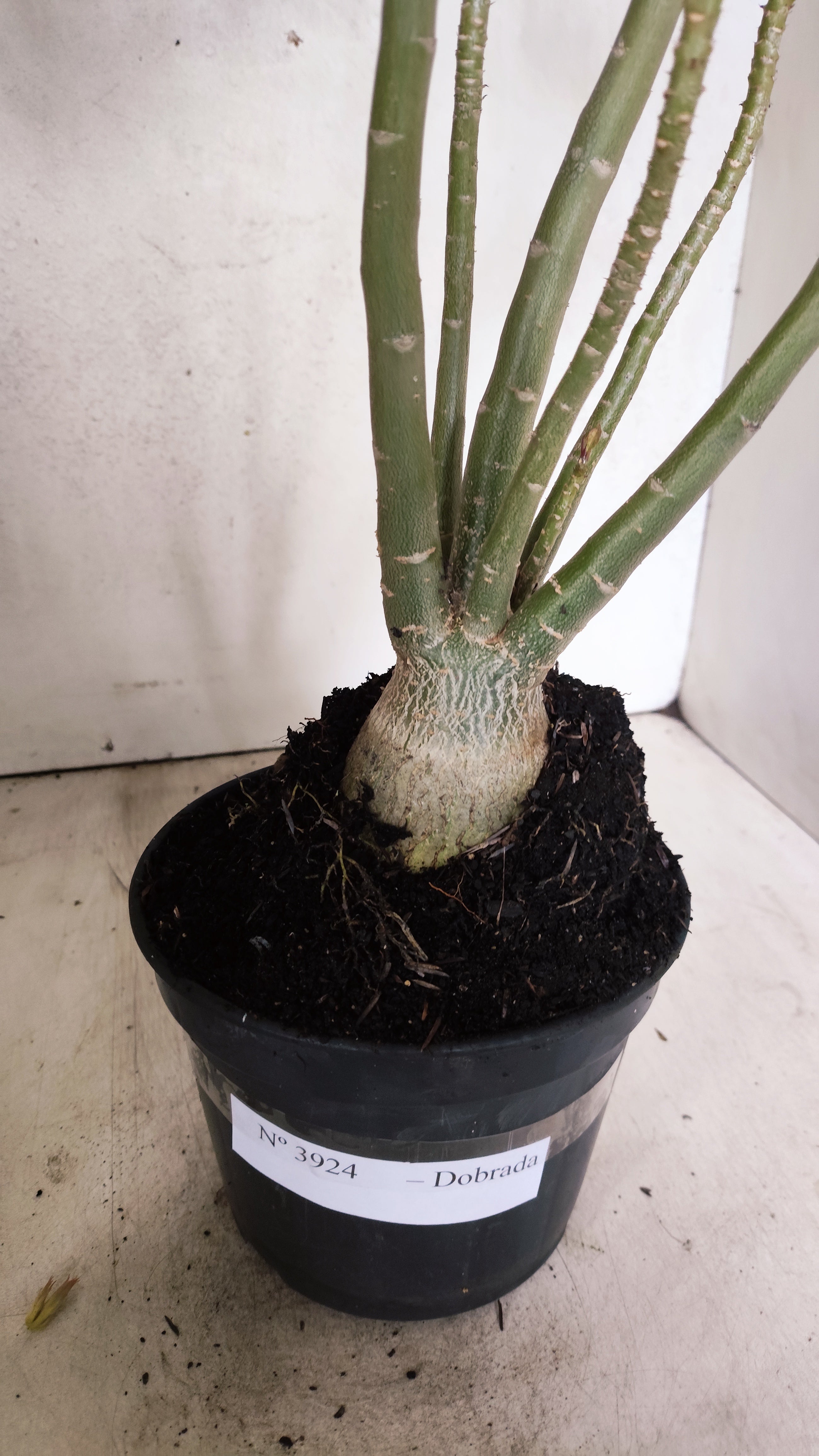 Planta Dobrada 3924 – 35cm – 03 anos