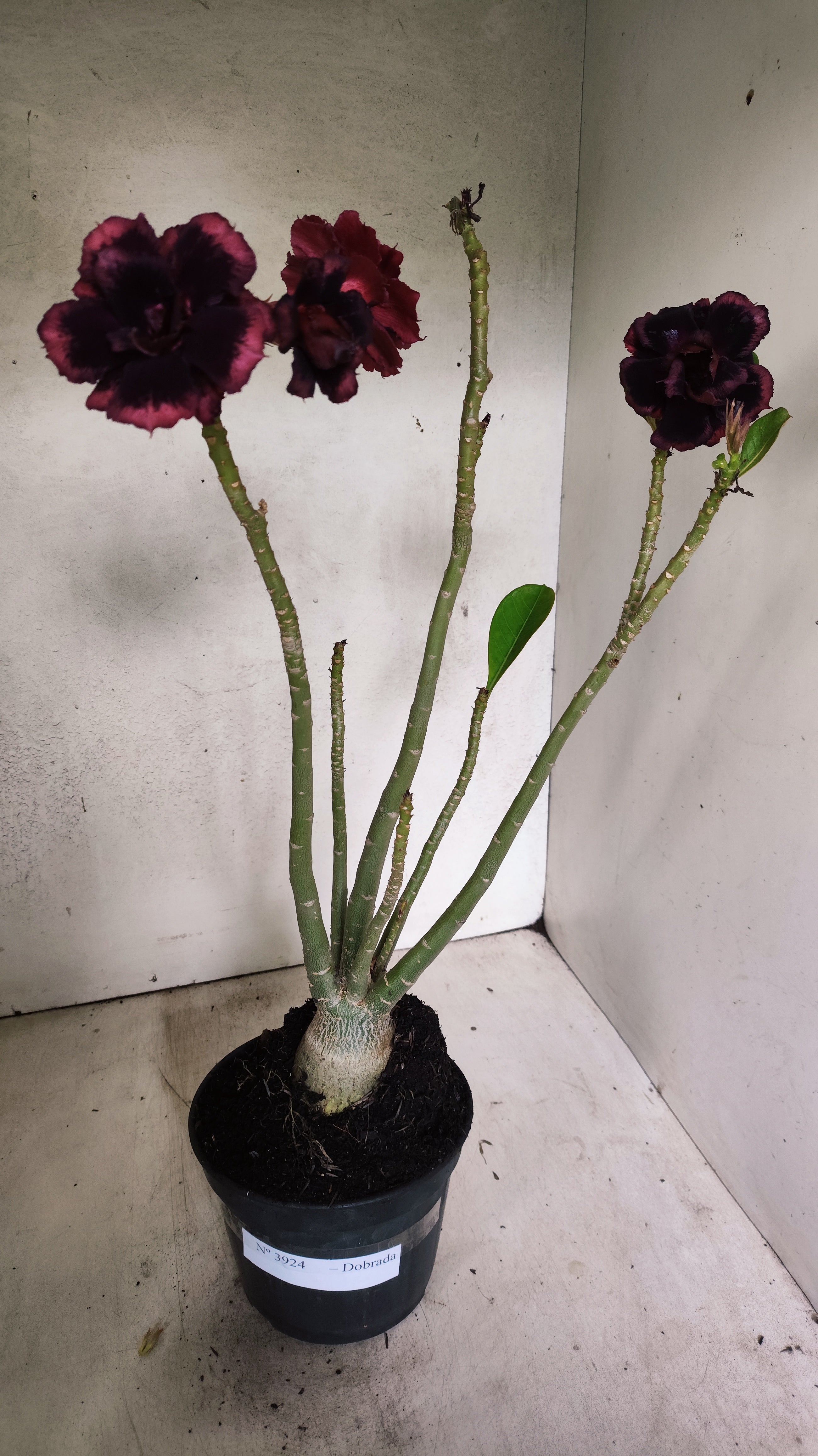 Planta Dobrada 3924 – 35cm – 03 anos