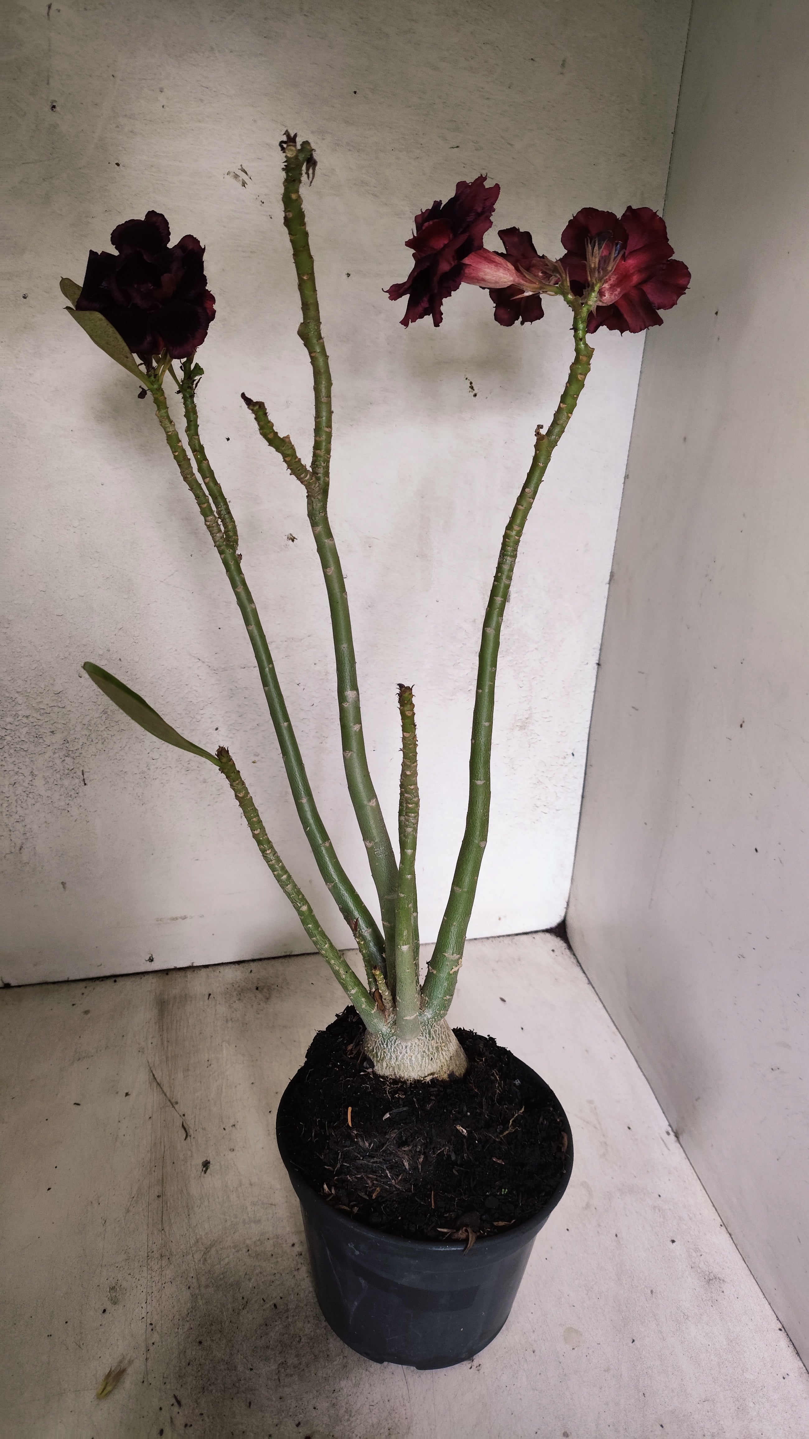 Planta Dobrada 3924 – 35cm – 03 anos