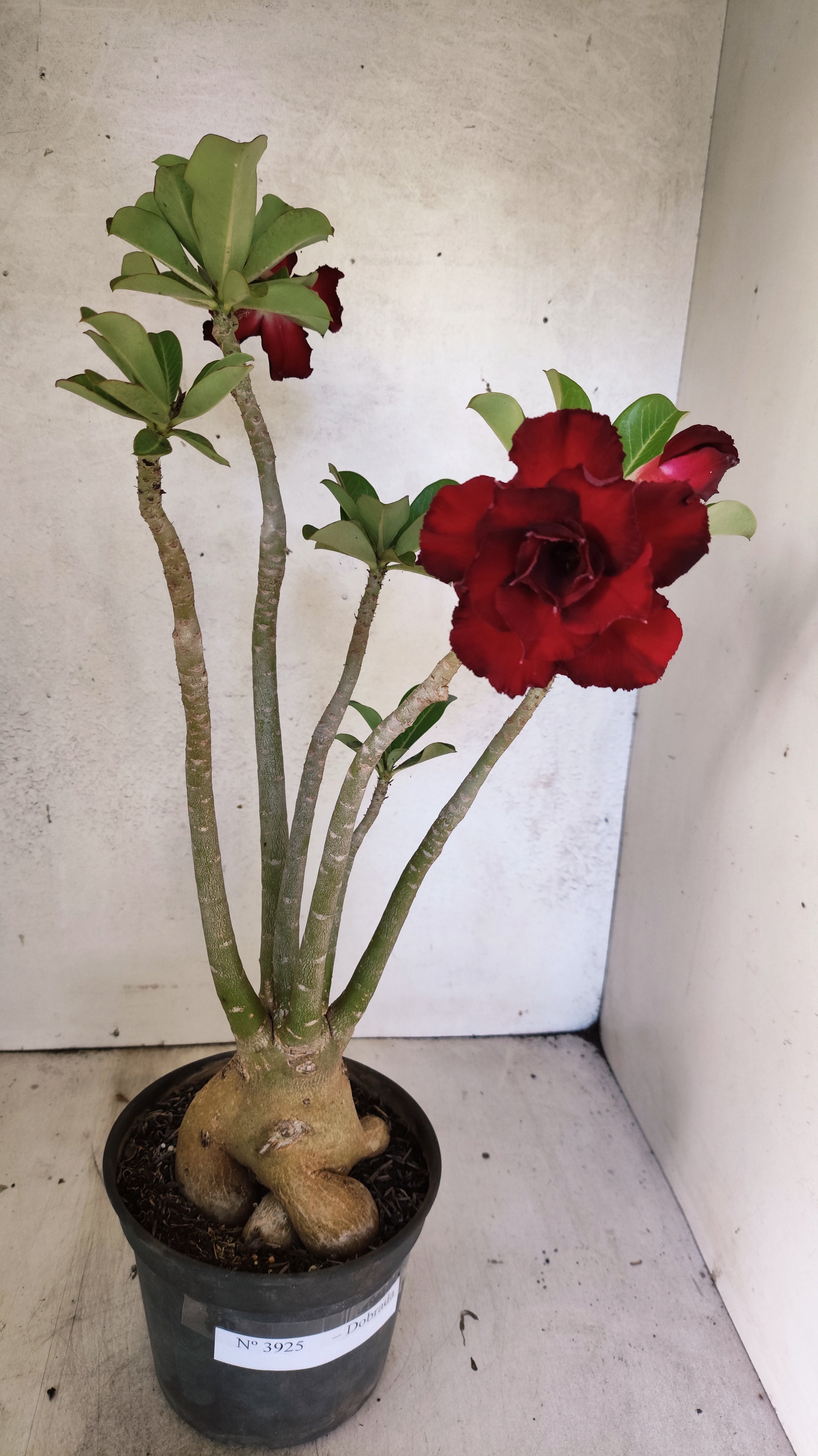 Planta Dobrada 3925 – 35cm – 03 anos