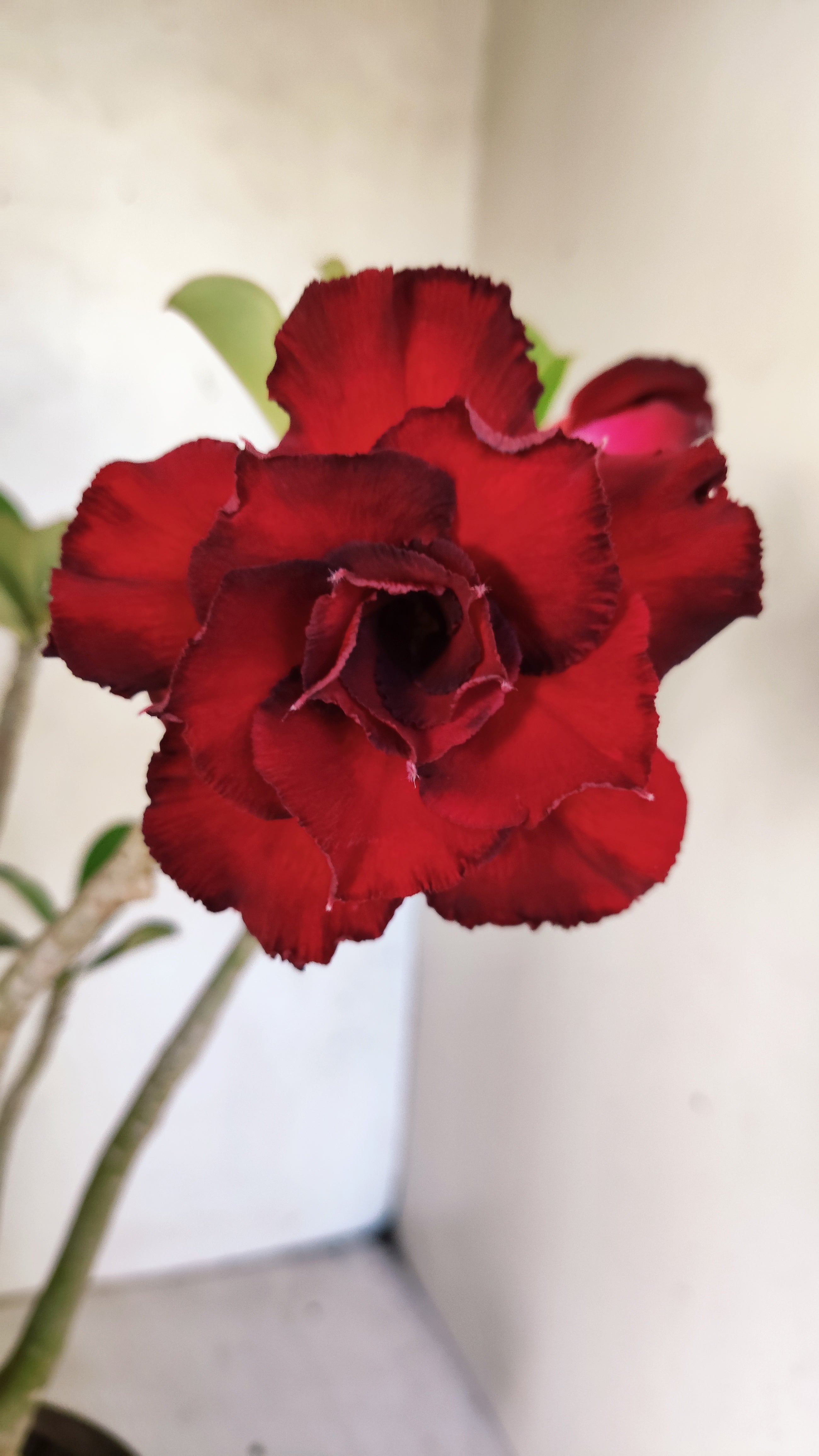 Planta Dobrada 3925 – 35cm – 03 anos