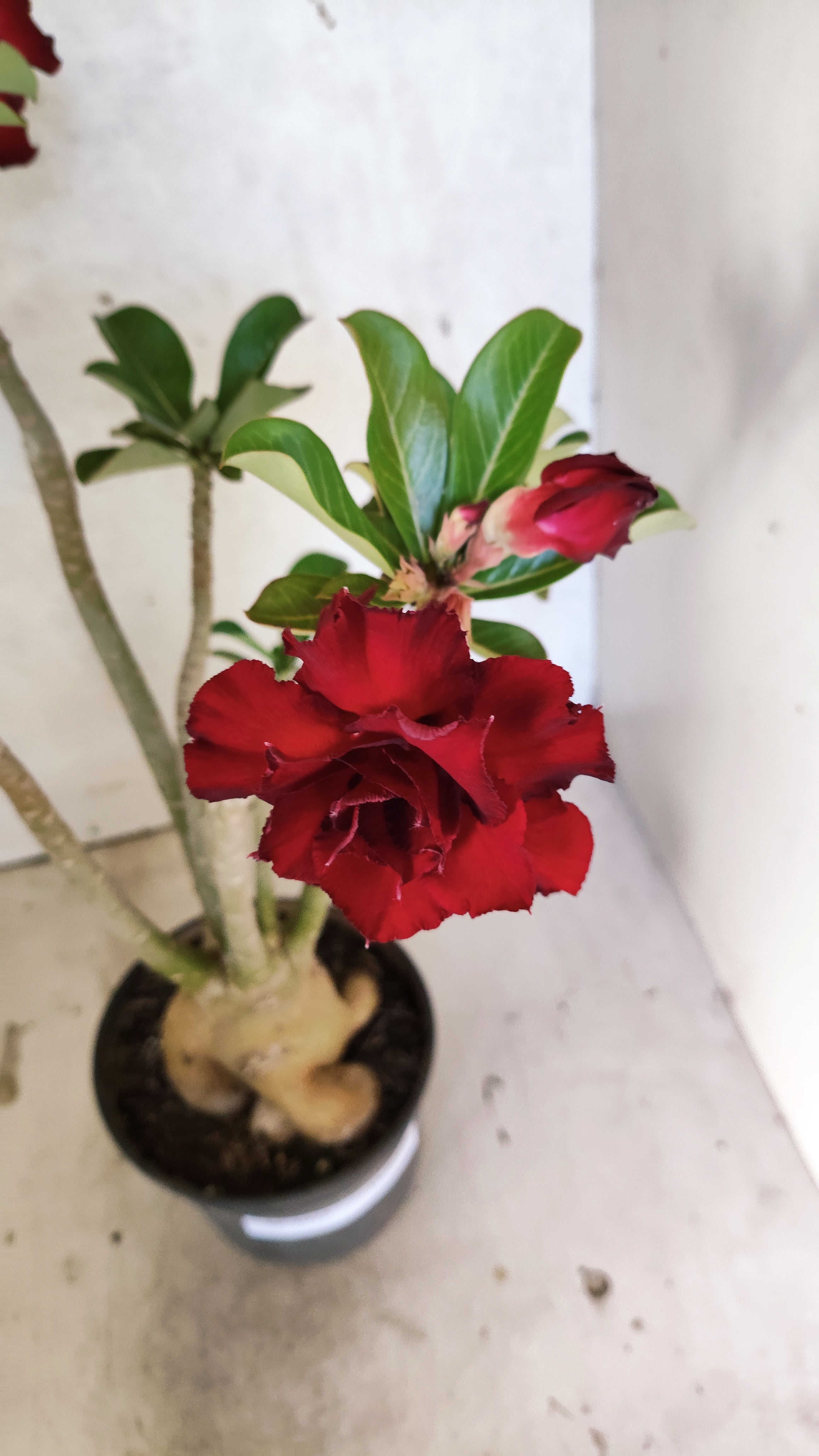 Planta Dobrada 3925 – 35cm – 03 anos
