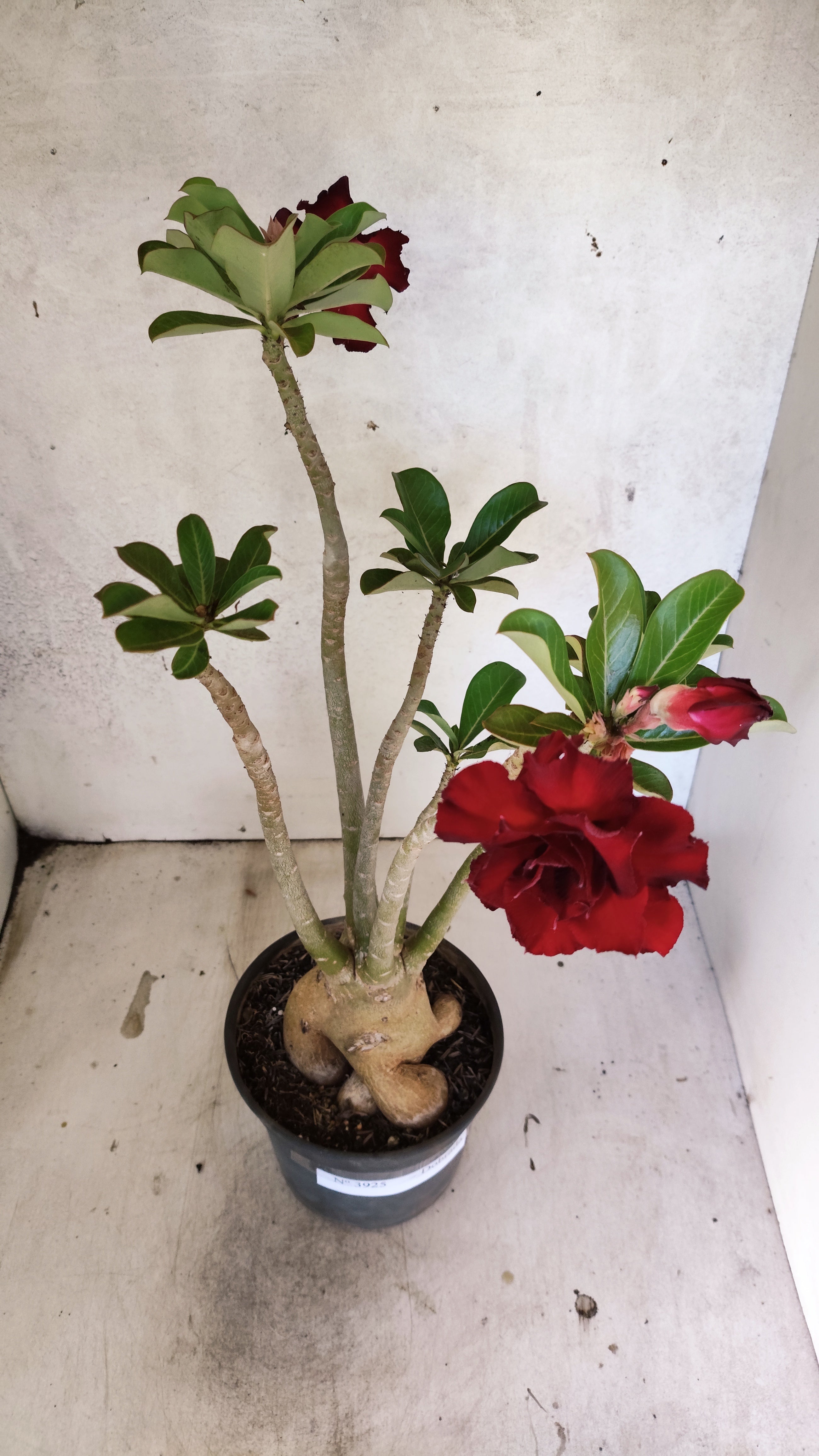 Planta Dobrada 3925 – 35cm – 03 anos