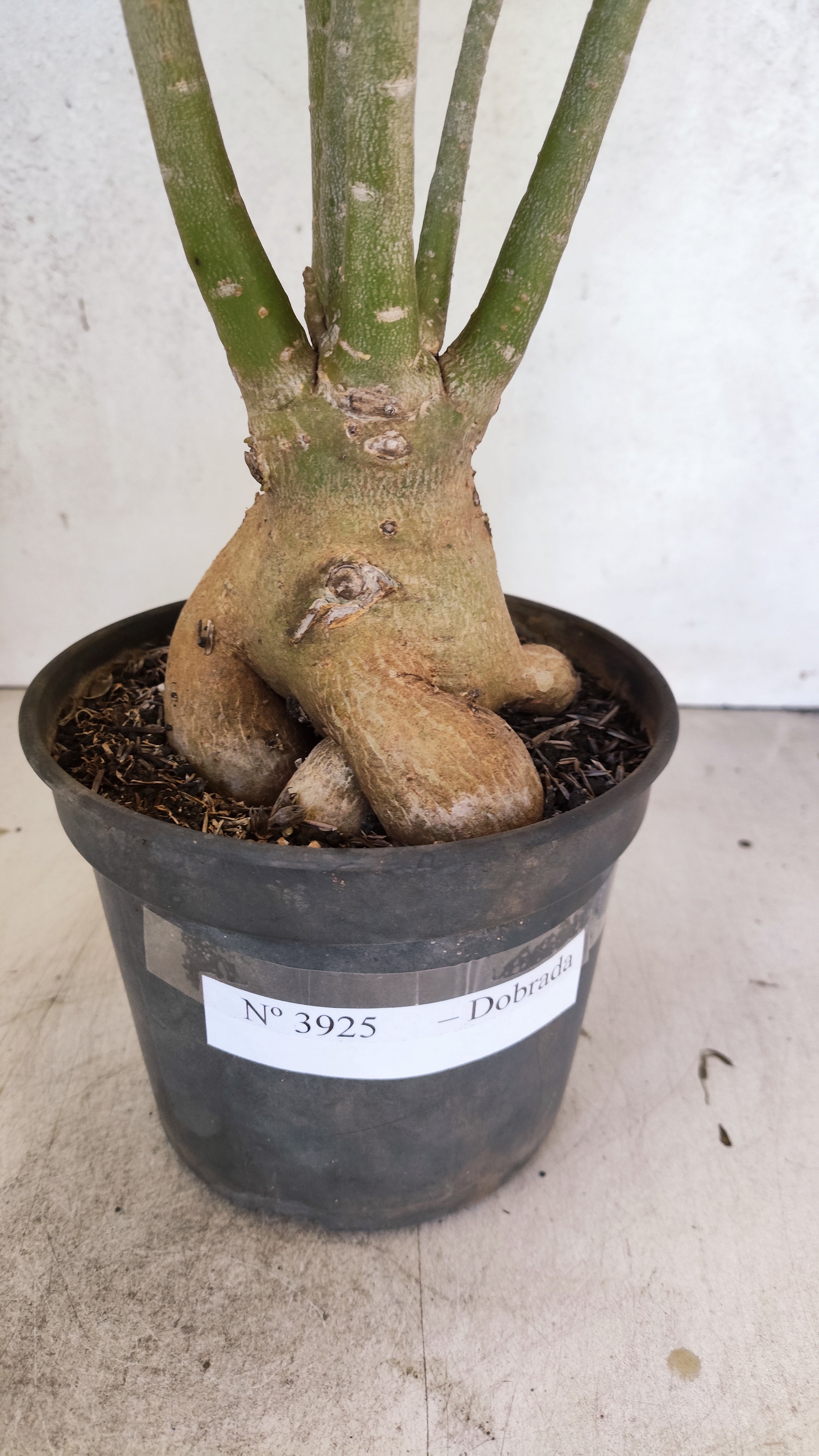 Planta Dobrada 3925 – 35cm – 03 anos
