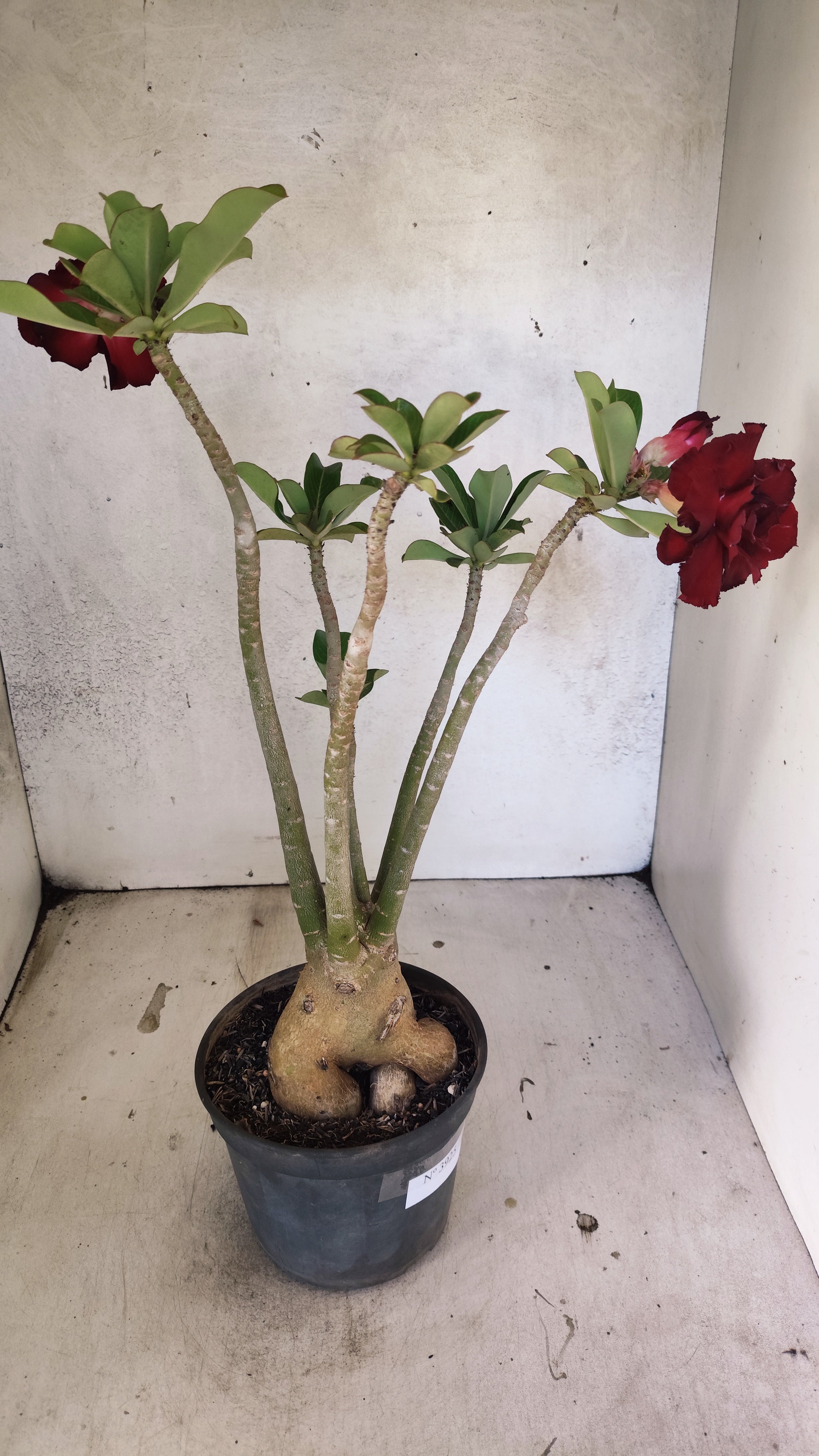 Planta Dobrada 3925 – 35cm – 03 anos