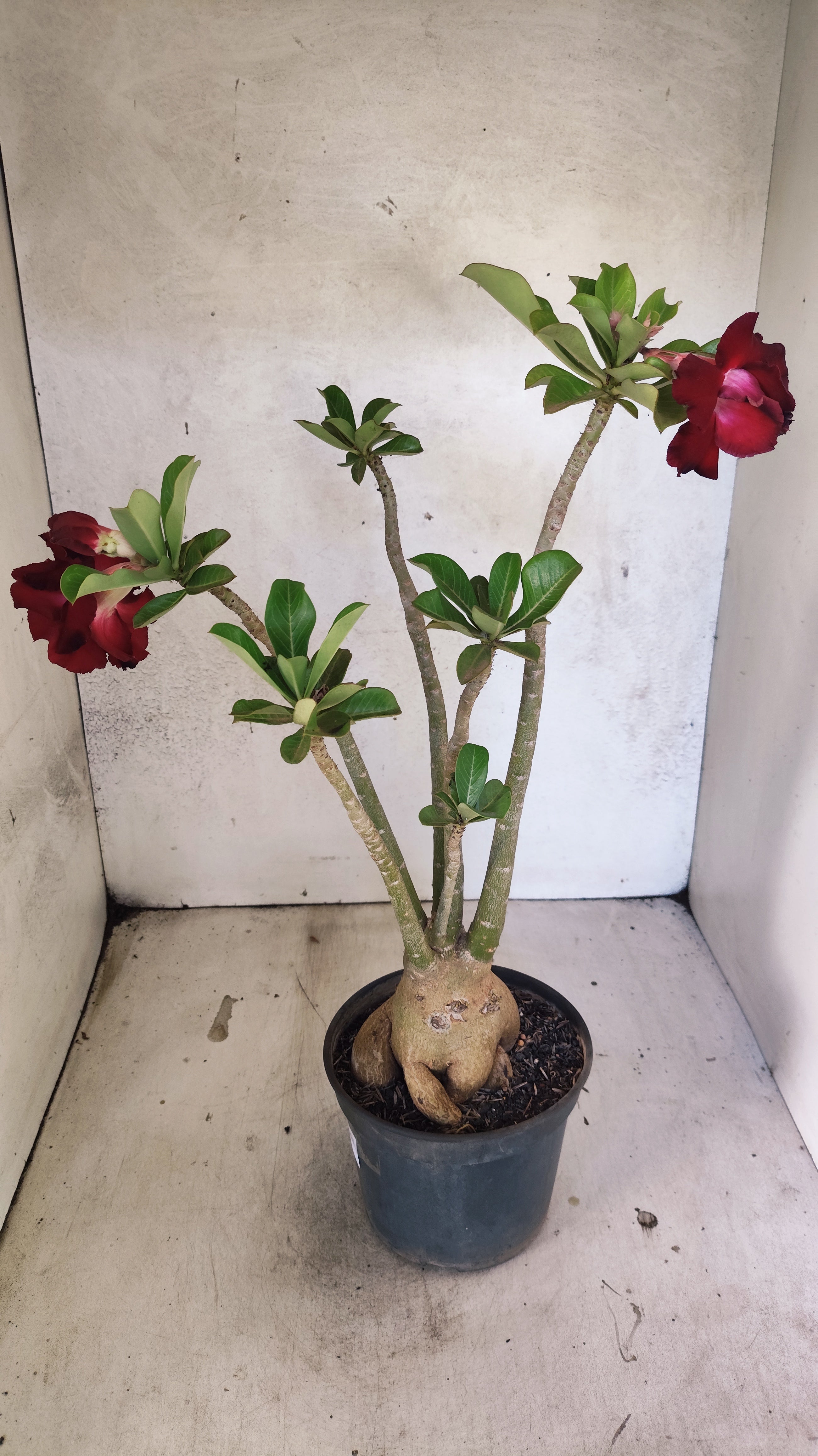 Planta Dobrada 3925 – 35cm – 03 anos