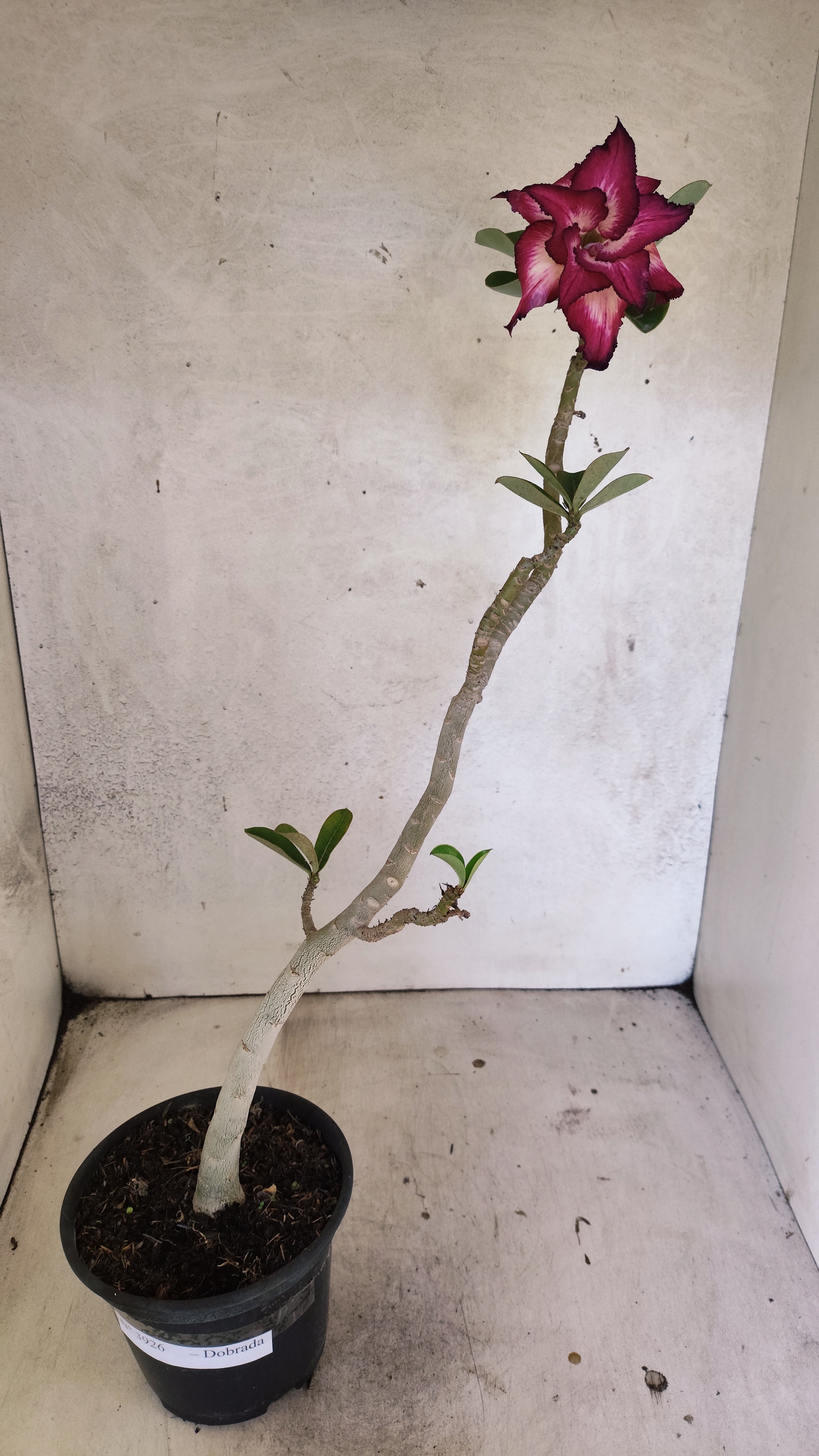 Planta Dobrada 3926 – 35cm – 03 anos