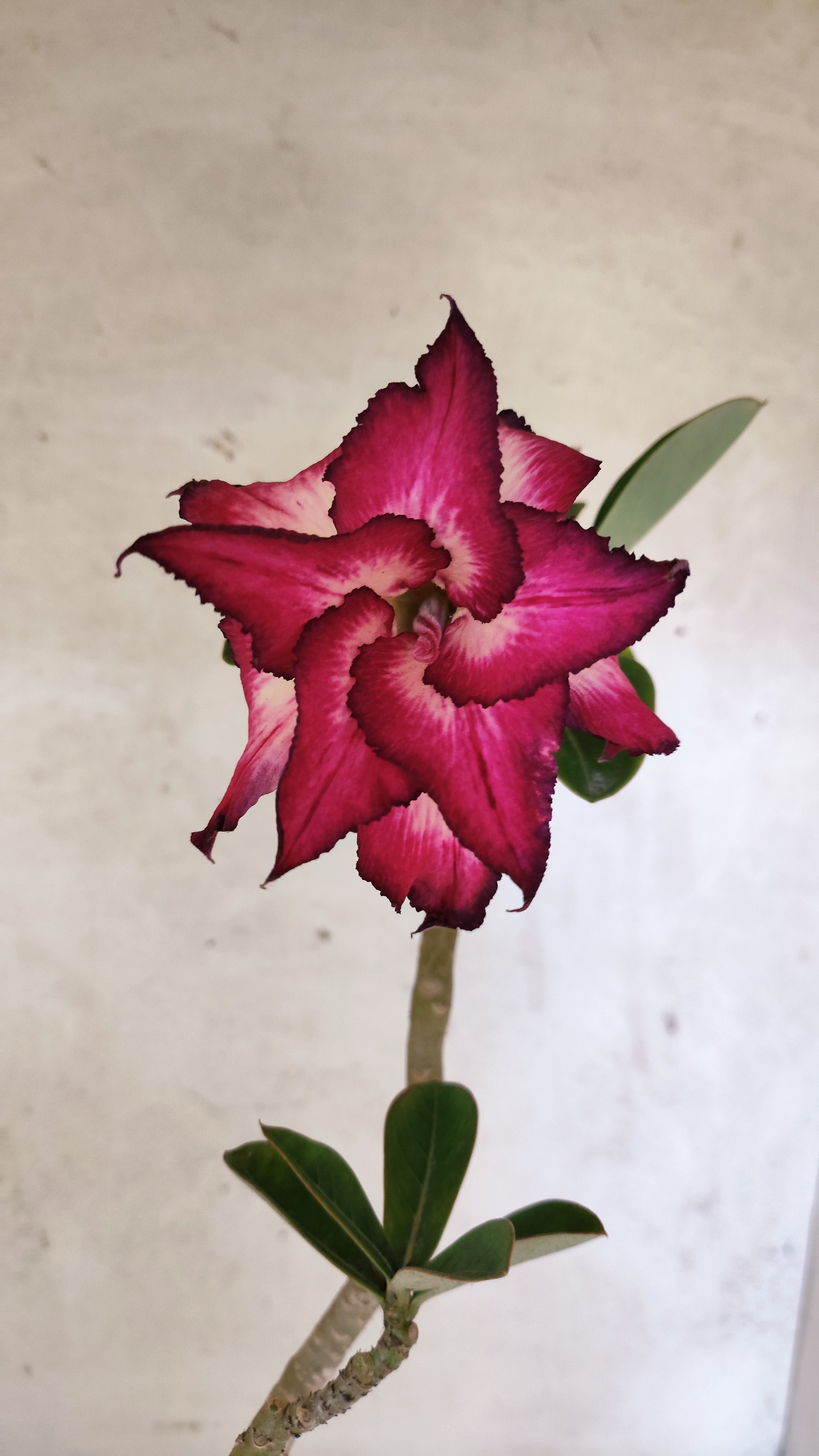 Planta Dobrada 3926 – 35cm – 03 anos