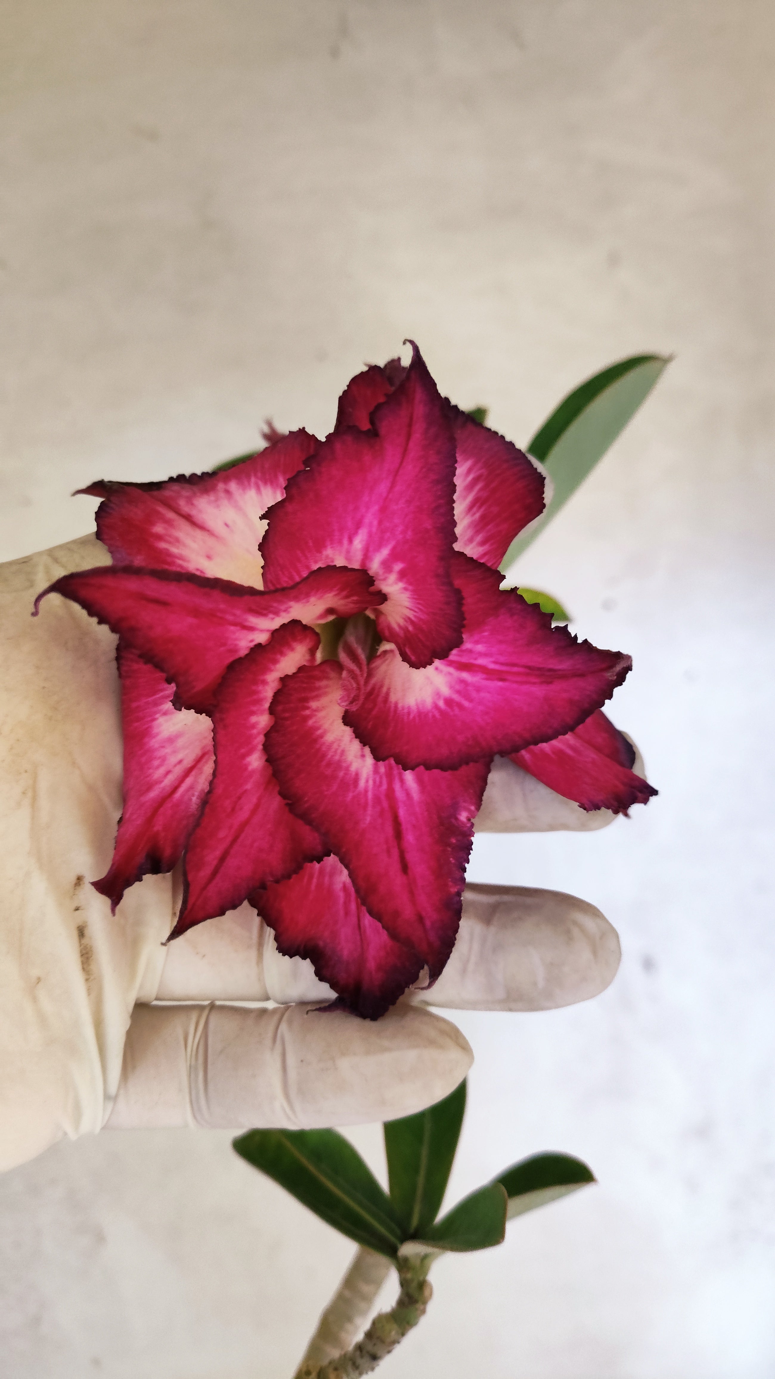 Planta Dobrada 3926 – 35cm – 03 anos