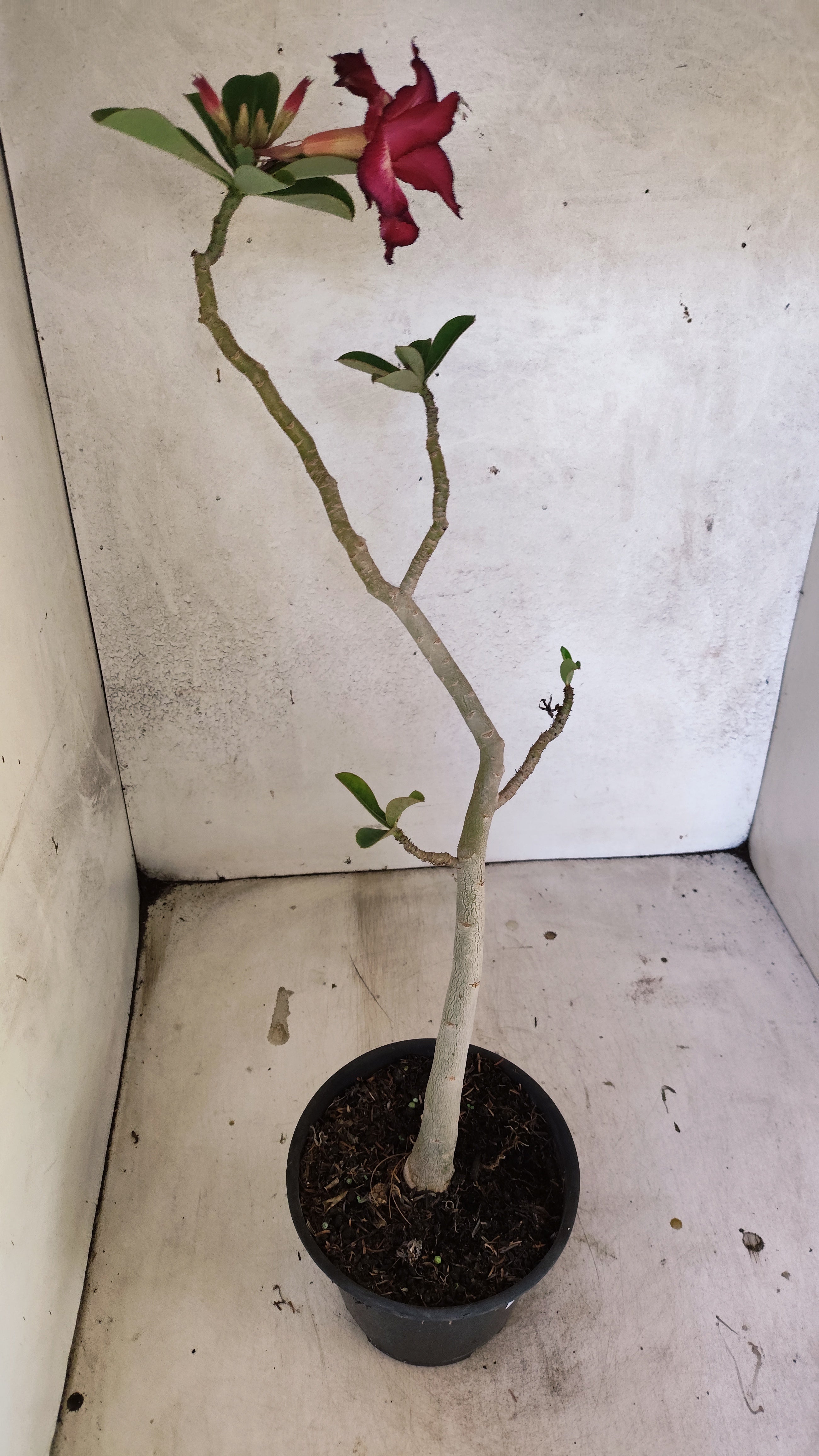 Planta Dobrada 3926 – 35cm – 03 anos